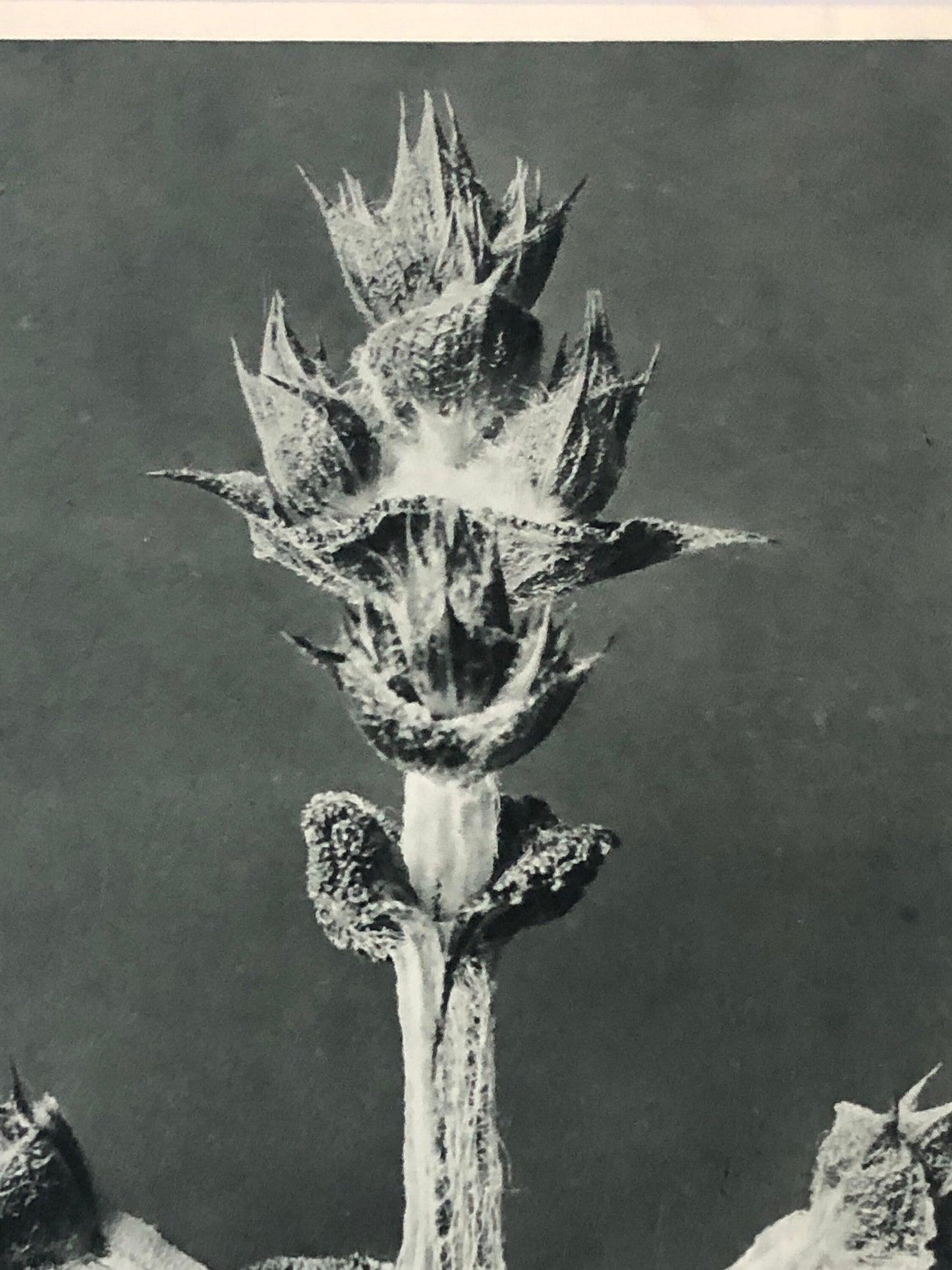An Original Photogravure by Karl Blossfeldt. Salvia aethiopis. Abyssinian Sage. 1930’s. Size with mount: 50 x 39.7 cms.