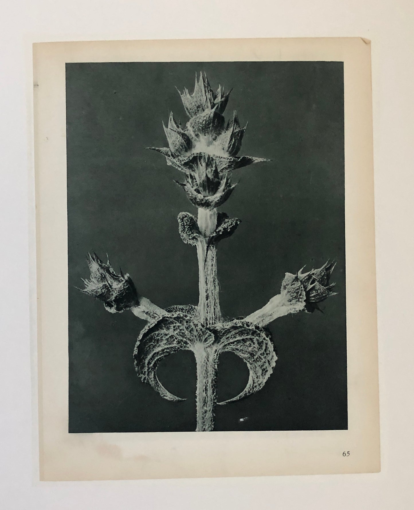 An Original Photogravure by Karl Blossfeldt. Salvia aethiopis. Abyssinian Sage. 1930’s. Size with mount: 50 x 39.7 cms.