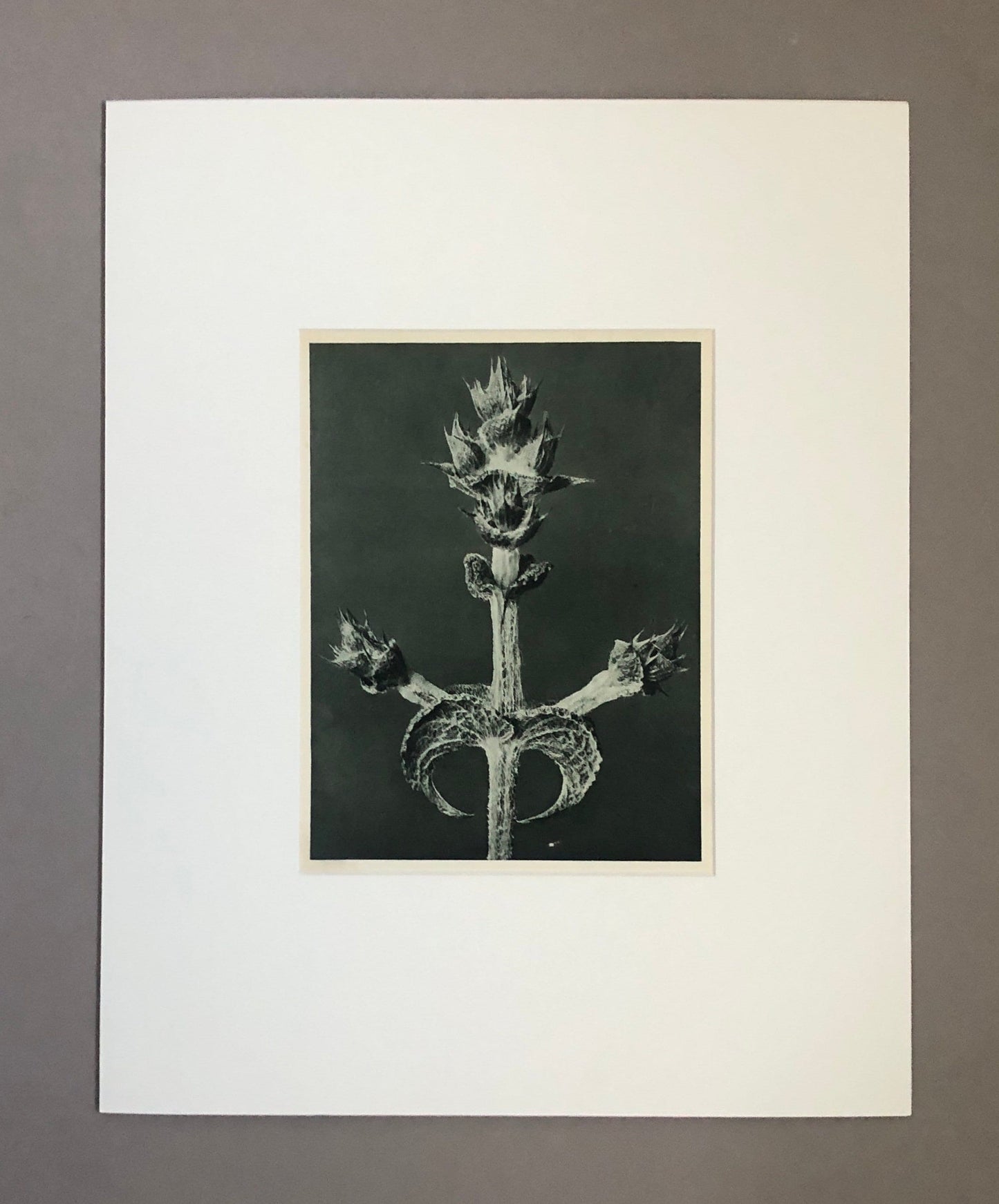 An Original Photogravure by Karl Blossfeldt. Salvia aethiopis. Abyssinian Sage. 1930’s. Size with mount: 50 x 39.7 cms.