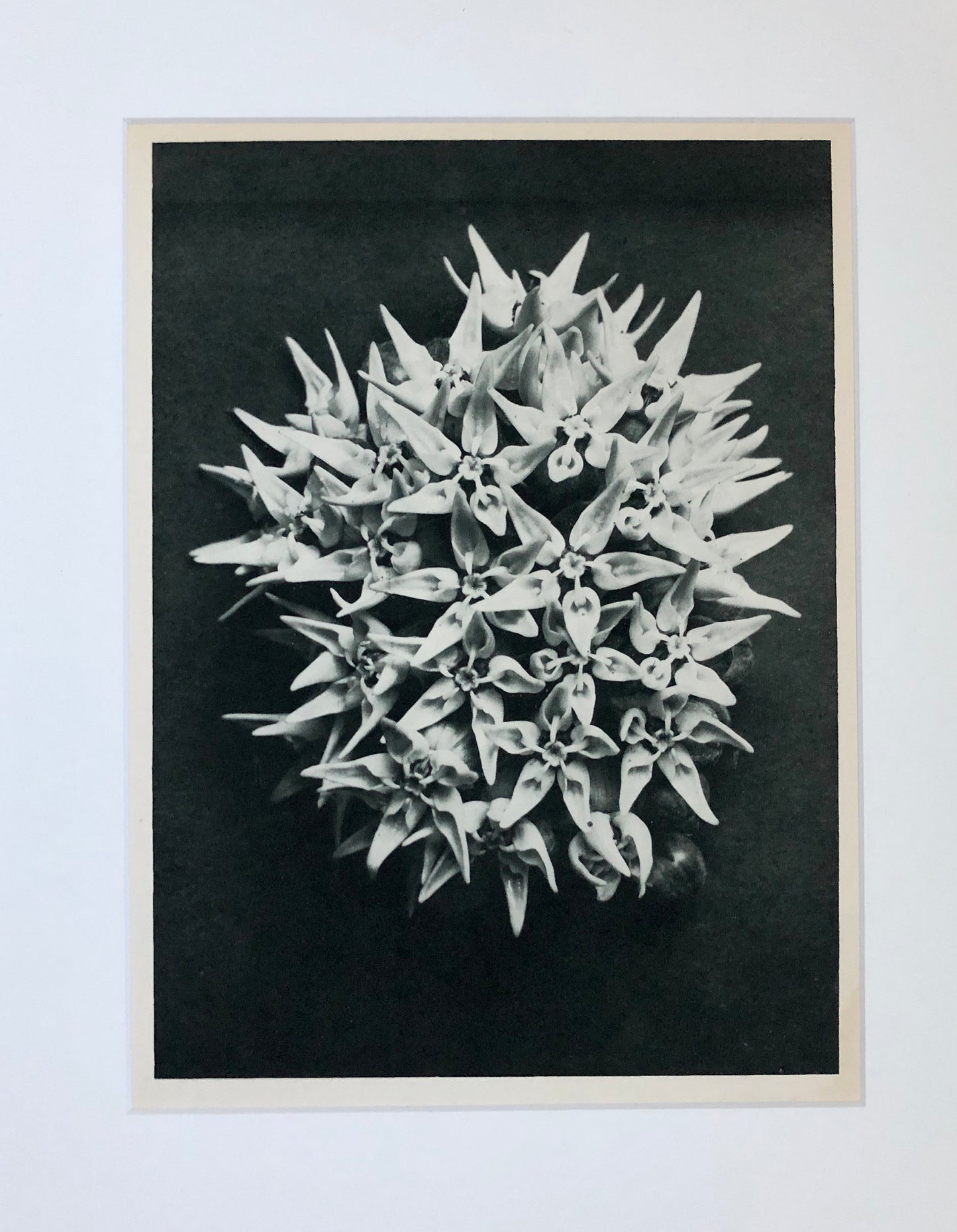 An Original Photogravure by Karl Blossfeldt. Asclepias Speciosa. Showy Milkweed. 1930’s. Size with mount: 50 x 39.7 cms.