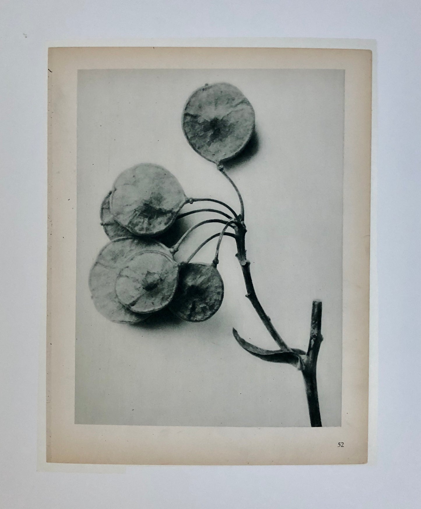 An Original Photogravure by Karl Blossfeldt. Ptelea trifoliate. Three-leaved Hop-tree. 1930’s. Size with mount: 50 x 39 cms.