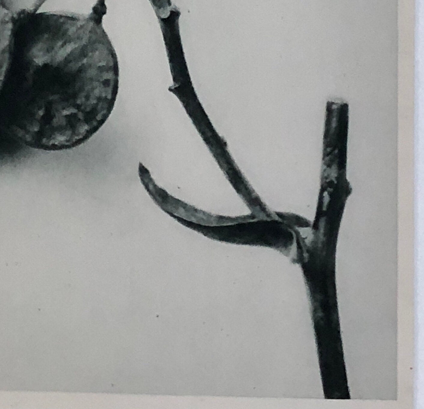 An Original Photogravure by Karl Blossfeldt. Ptelea trifoliate. Three-leaved Hop-tree. 1930’s. Size with mount: 50 x 39 cms.