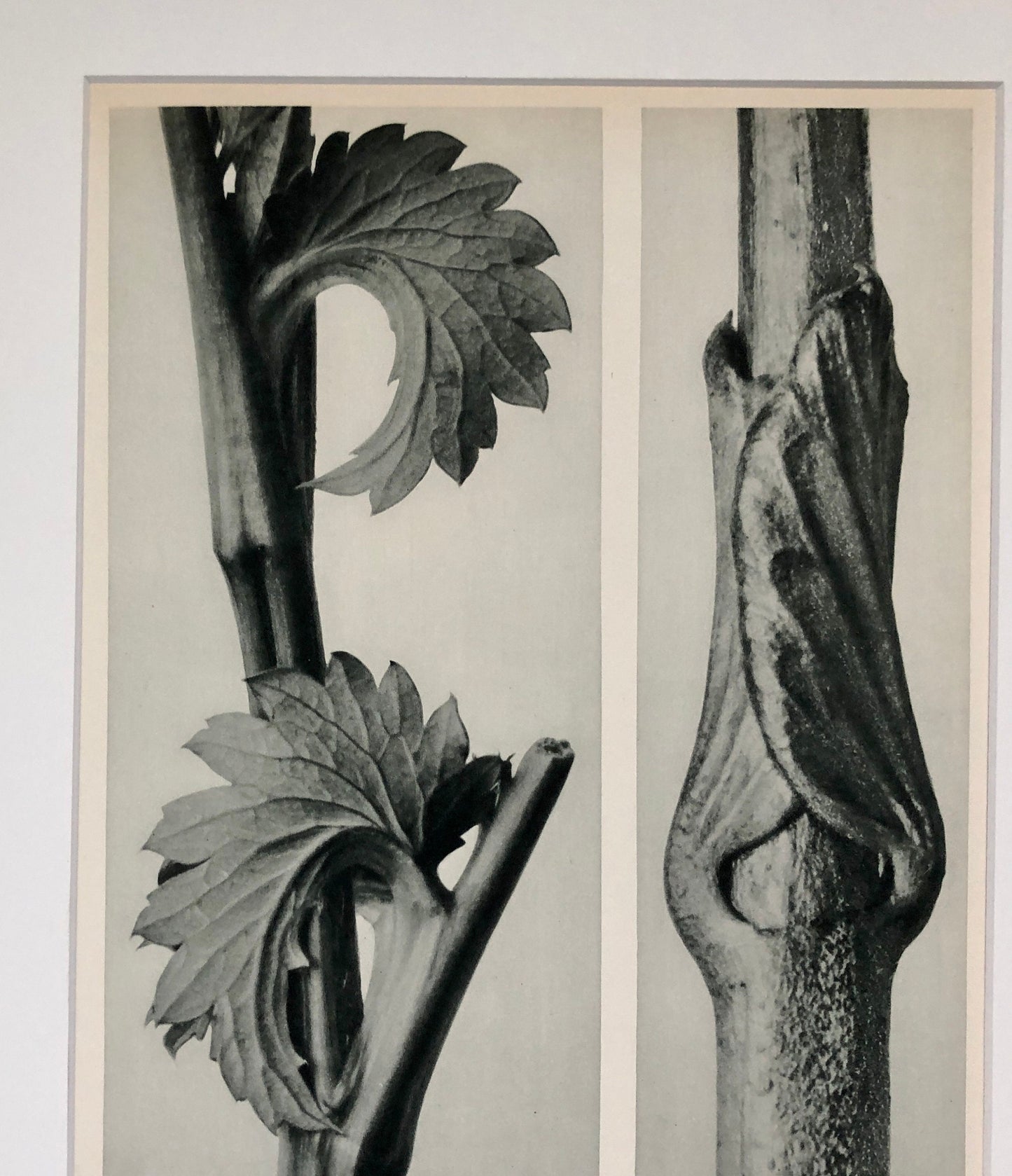 An Original Photogravure by Karl Blossfeldt. Sanguisorba Canadensis. Vincetoxicum fuscatum. 1930’s. Size with mount: 50 x 39.7 cms.