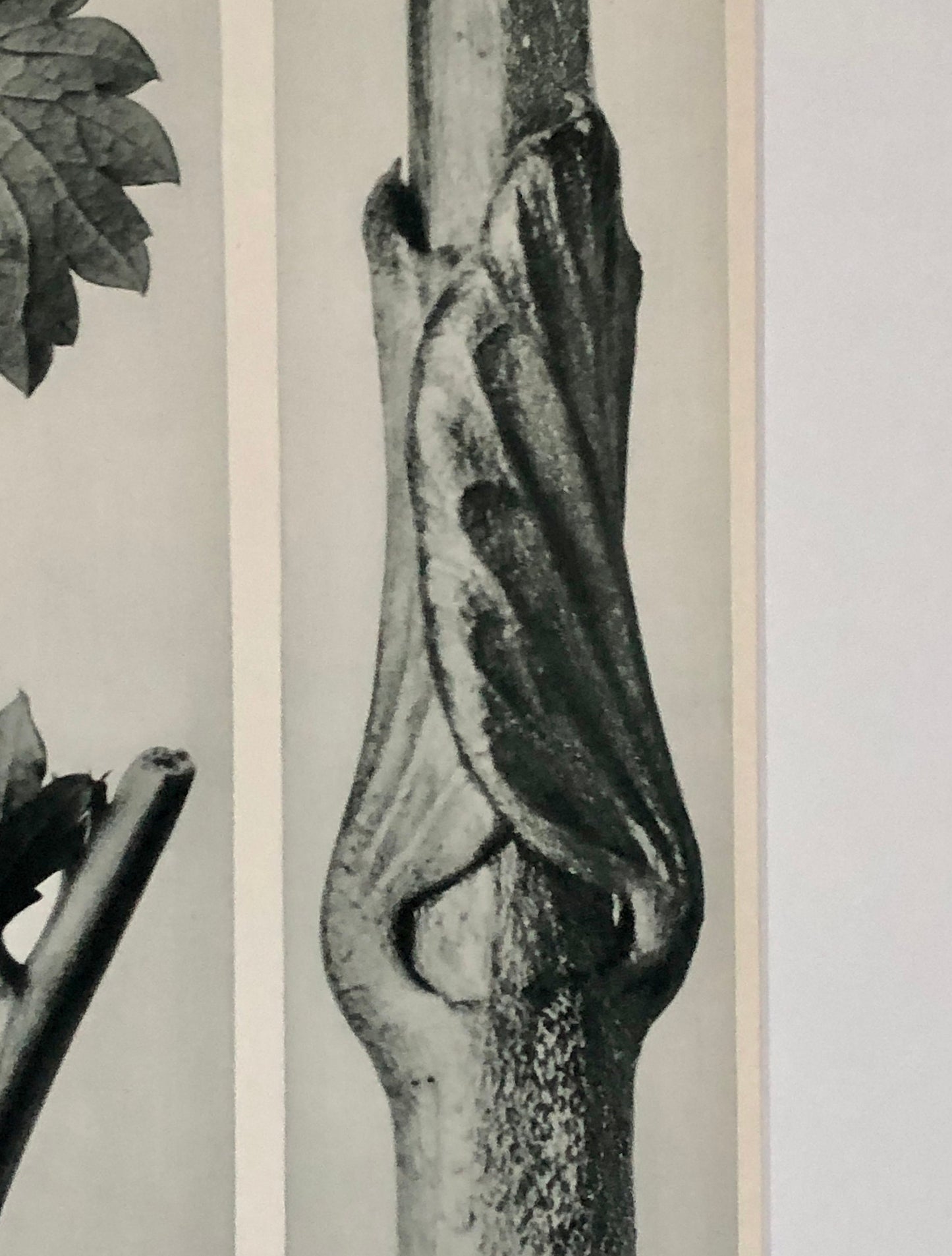 An Original Photogravure by Karl Blossfeldt. Sanguisorba Canadensis. Vincetoxicum fuscatum. 1930’s. Size with mount: 50 x 39.7 cms.