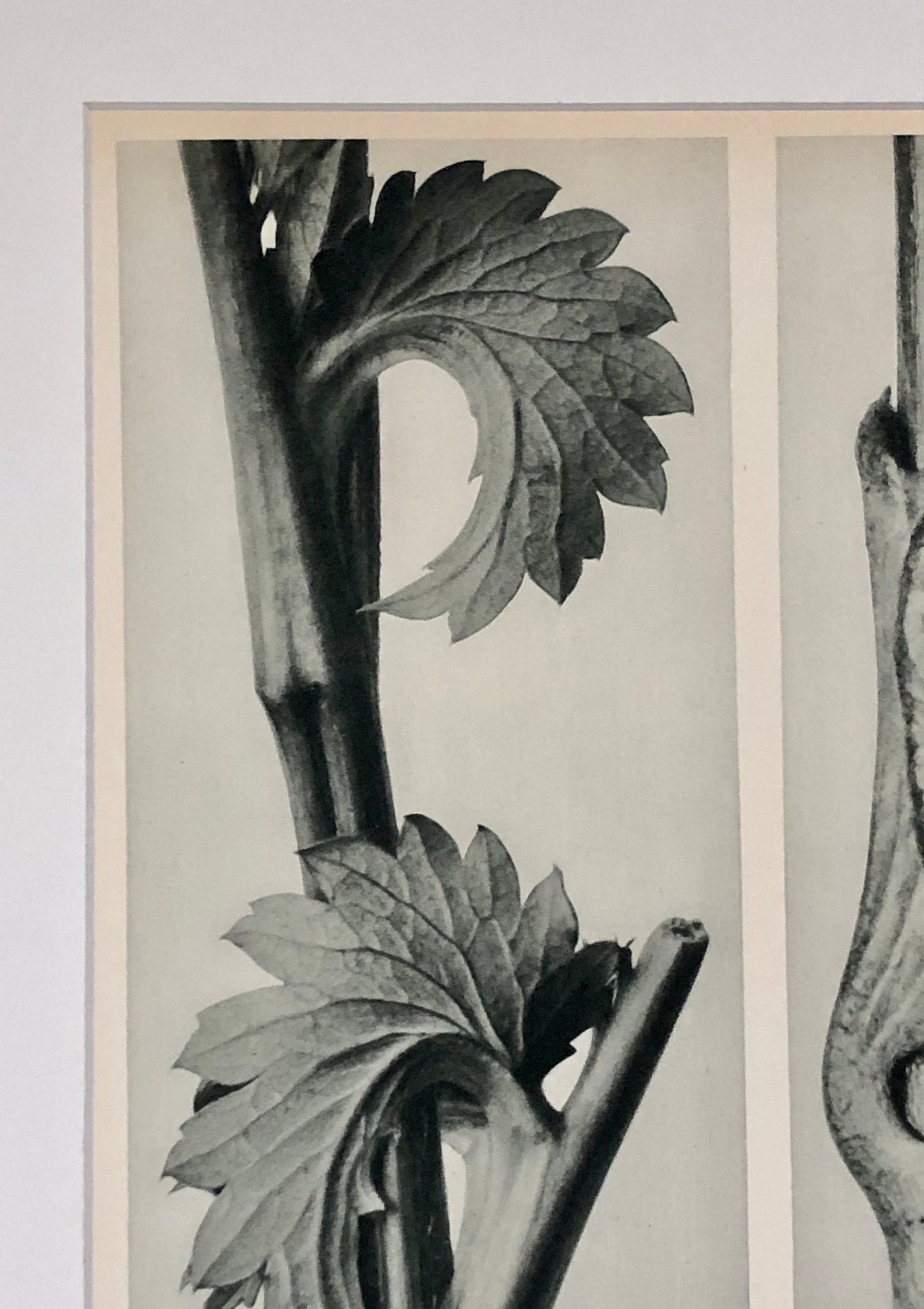 An Original Photogravure by Karl Blossfeldt. Sanguisorba Canadensis. Vincetoxicum fuscatum. 1930’s. Size with mount: 50 x 39.7 cms.