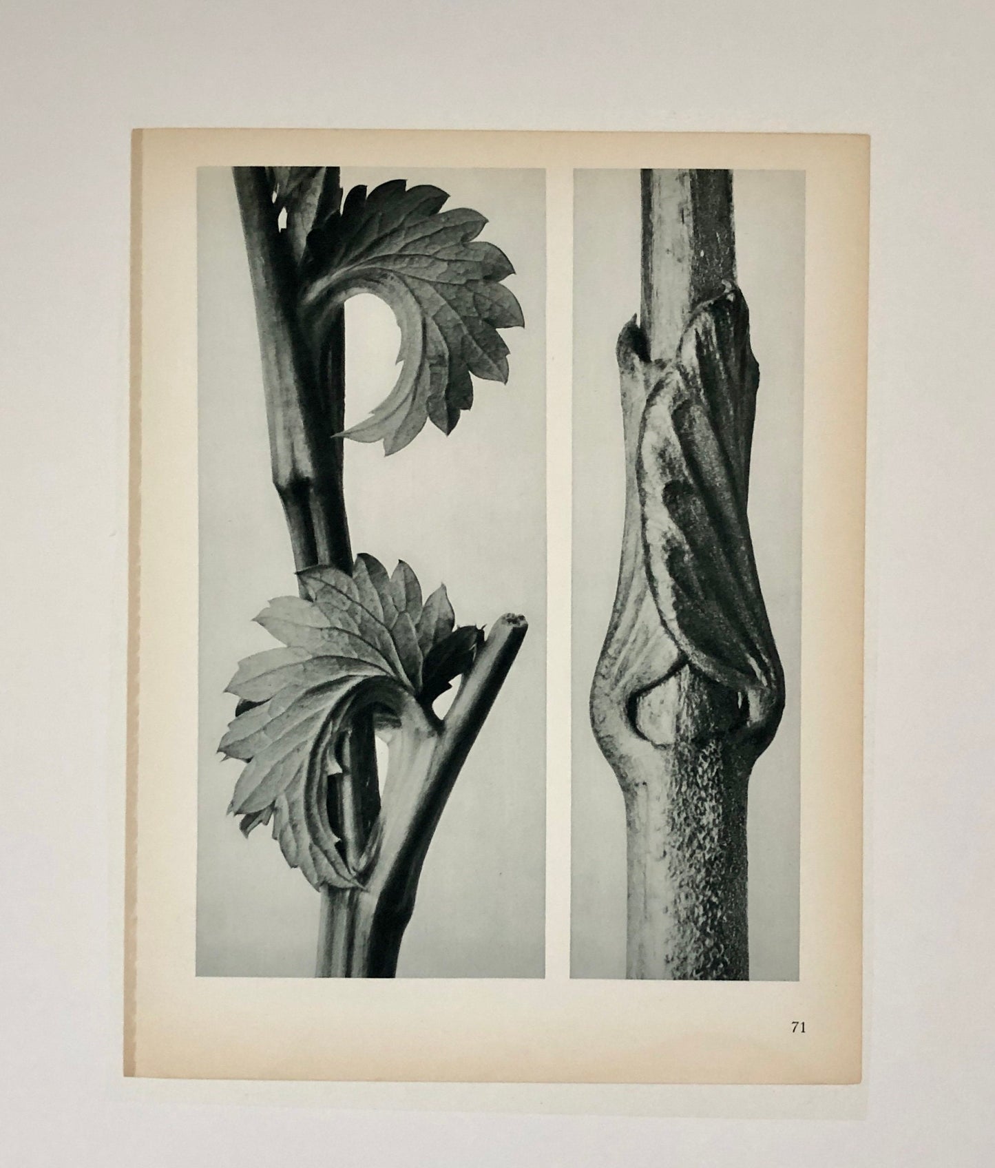 An Original Photogravure by Karl Blossfeldt. Sanguisorba Canadensis. Vincetoxicum fuscatum. 1930’s. Size with mount: 50 x 39.7 cms.