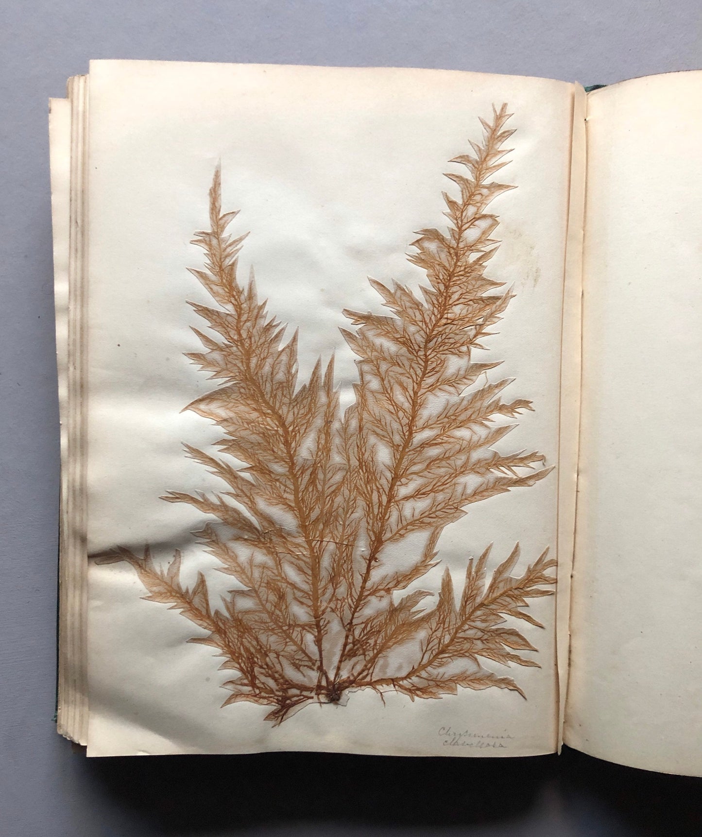 A Victorian Album Containing a Collection of 29 Seaweed. Samples size:
