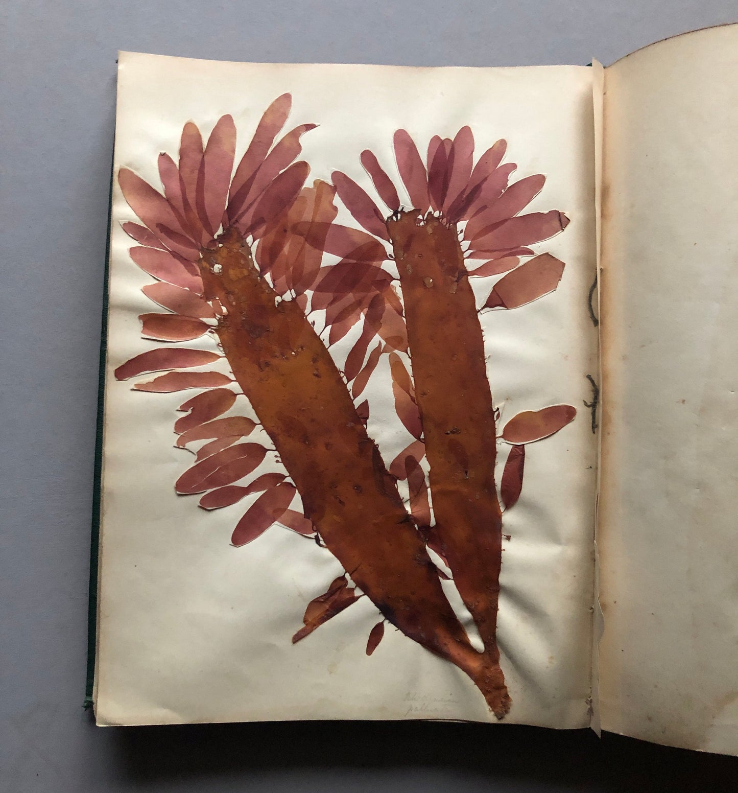 A Victorian Album Containing a Collection of 29 Seaweed. Samples size: