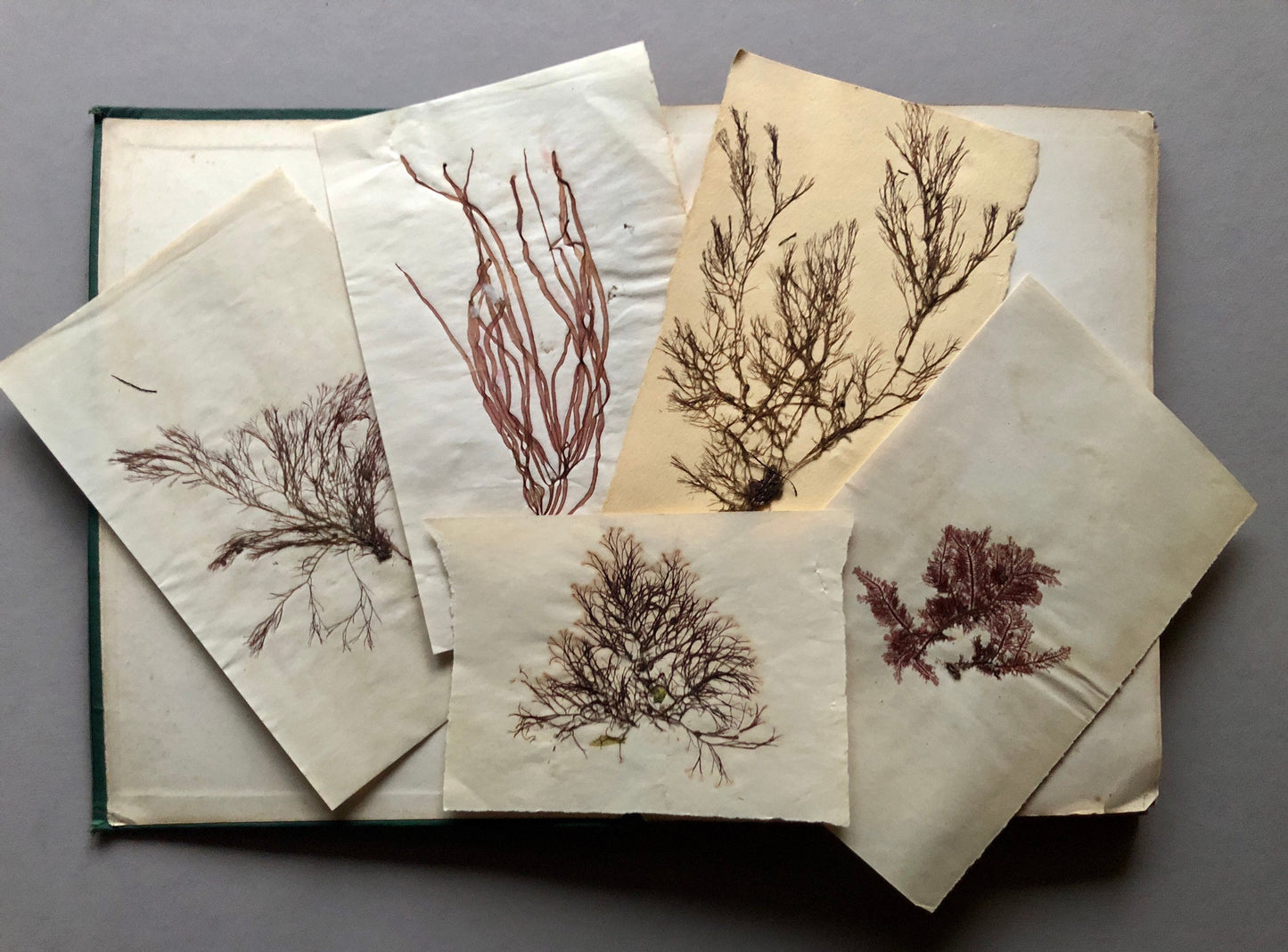A Victorian Album Containing a Collection of 29 Seaweed. Samples size: