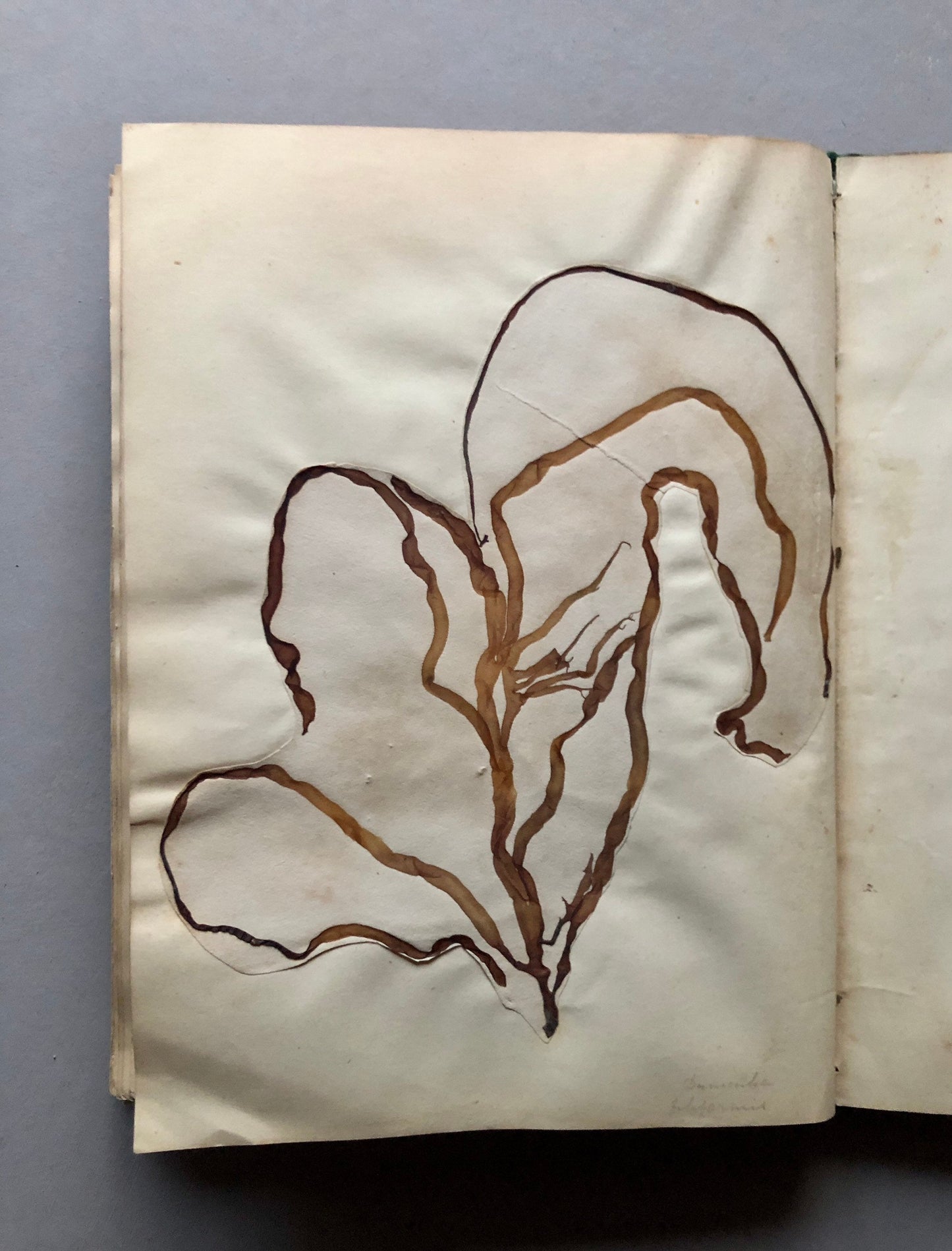 A Victorian Album Containing a Collection of 29 Seaweed. Samples size: