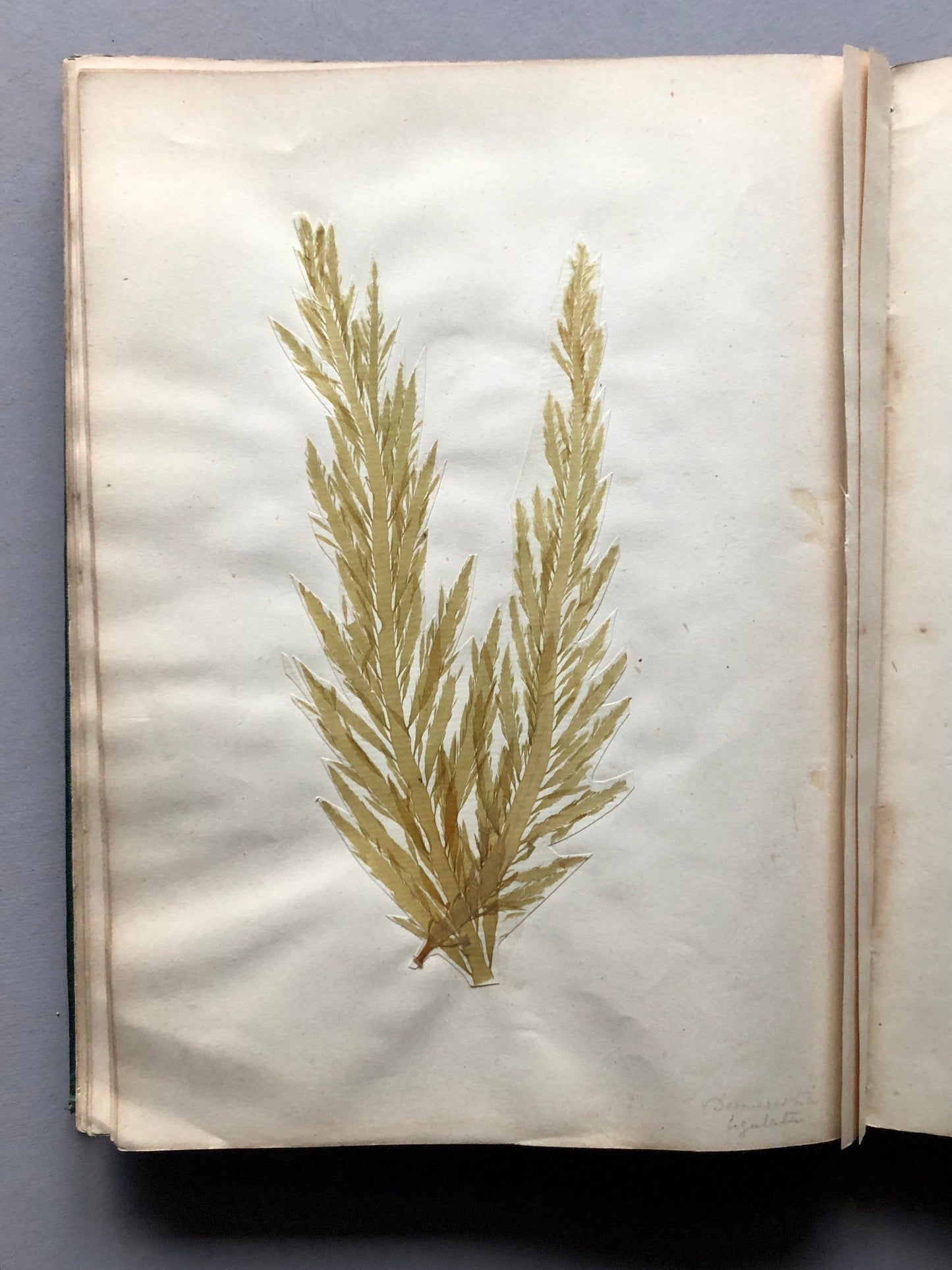 A Victorian Album Containing a Collection of 29 Seaweed. Samples size: