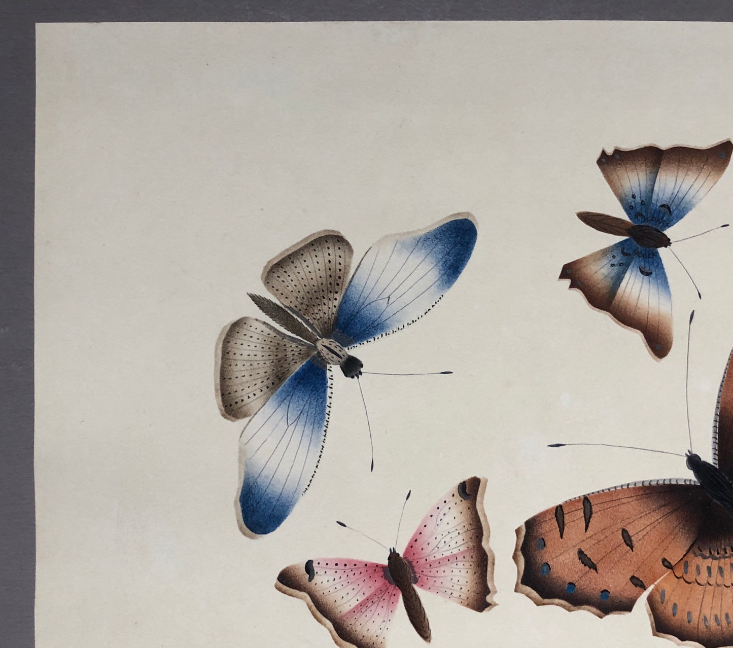 Butterflies. An Original Georgian Watercolour. Size: 16 x 21.5 cms.