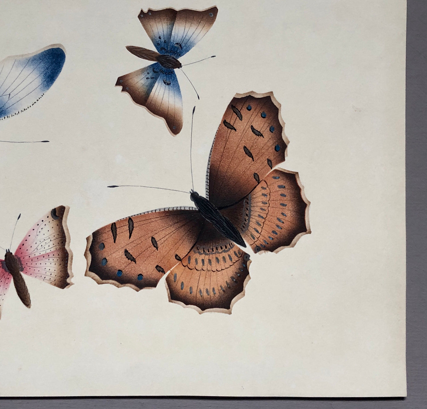 Butterflies. An Original Georgian Watercolour. Size: 16 x 21.5 cms.