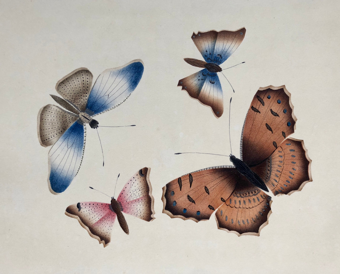 Butterflies. An Original Georgian Watercolour. Size: 16 x 21.5 cms.