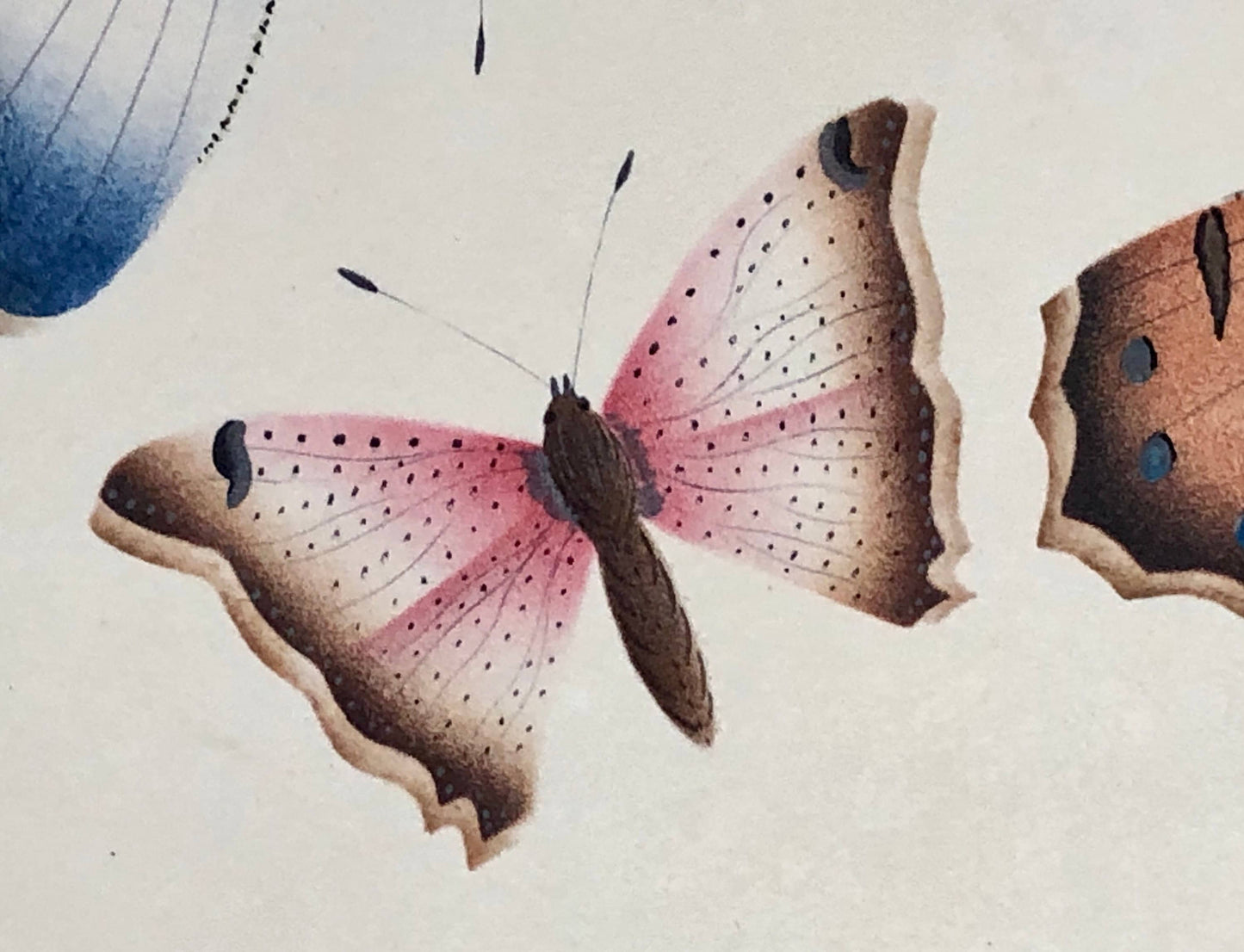 Butterflies. An Original Georgian Watercolour. Size: 16 x 21.5 cms.