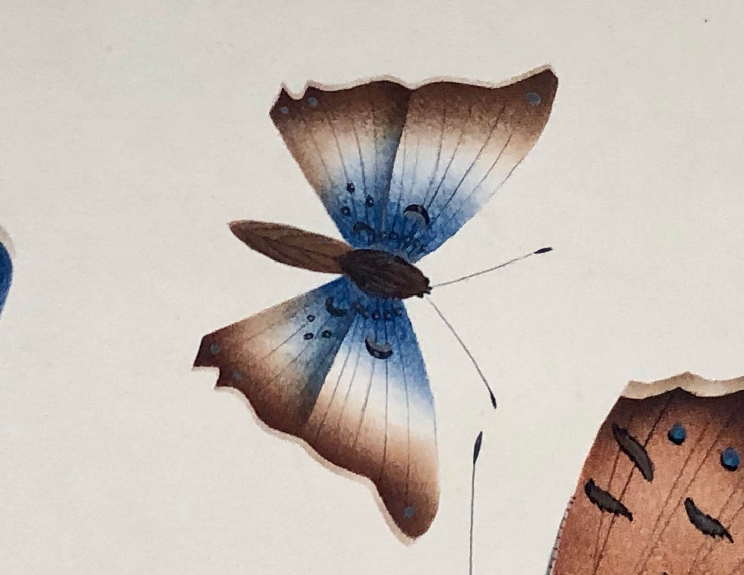 Butterflies. An Original Georgian Watercolour. Size: 16 x 21.5 cms.