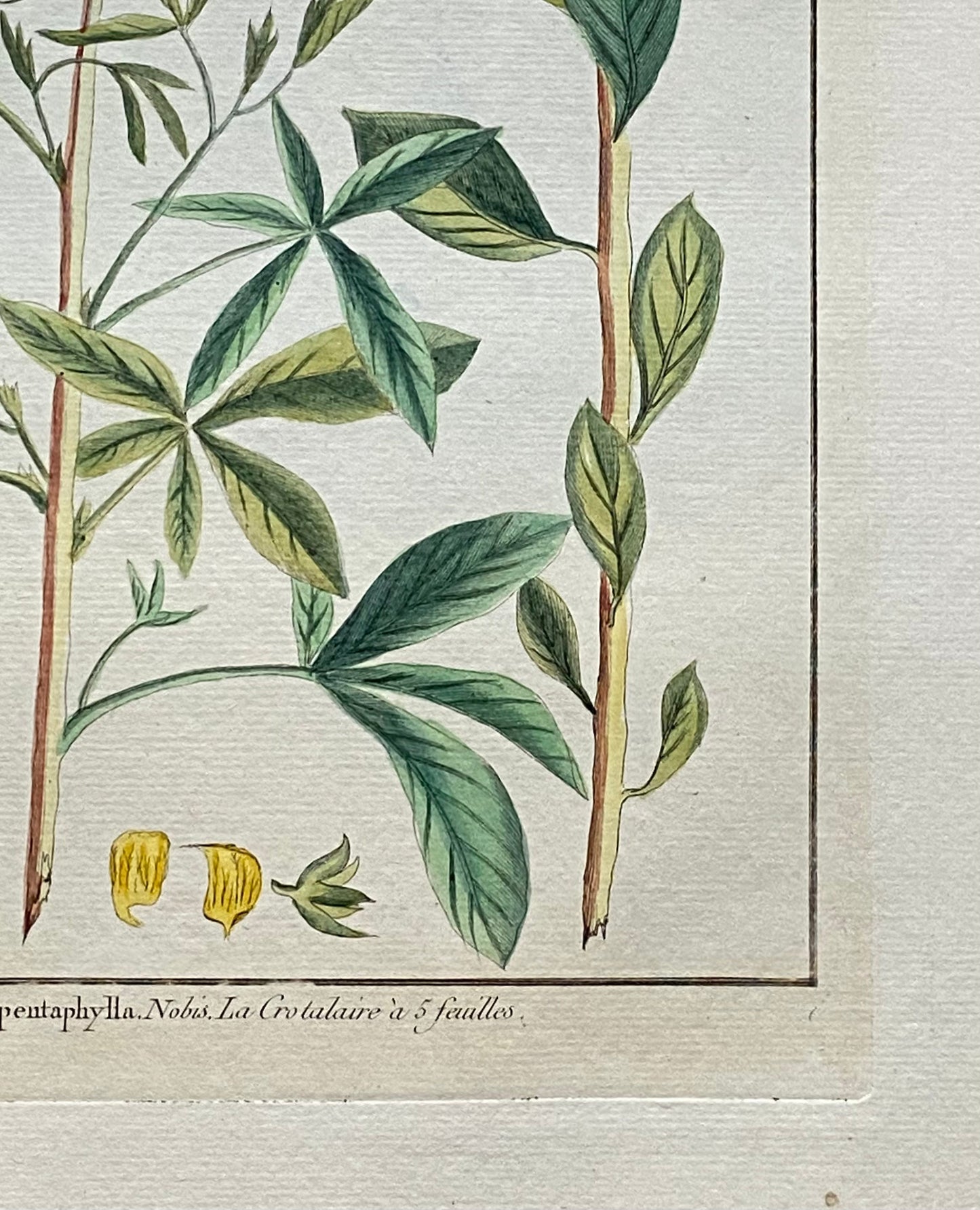 Crotalaria pentaphylla. An Original Hand Coloured Copper Plate Engraving by Pierre Joseph Buchoz. 1770s. . Size: 47.5 x 29 cms.