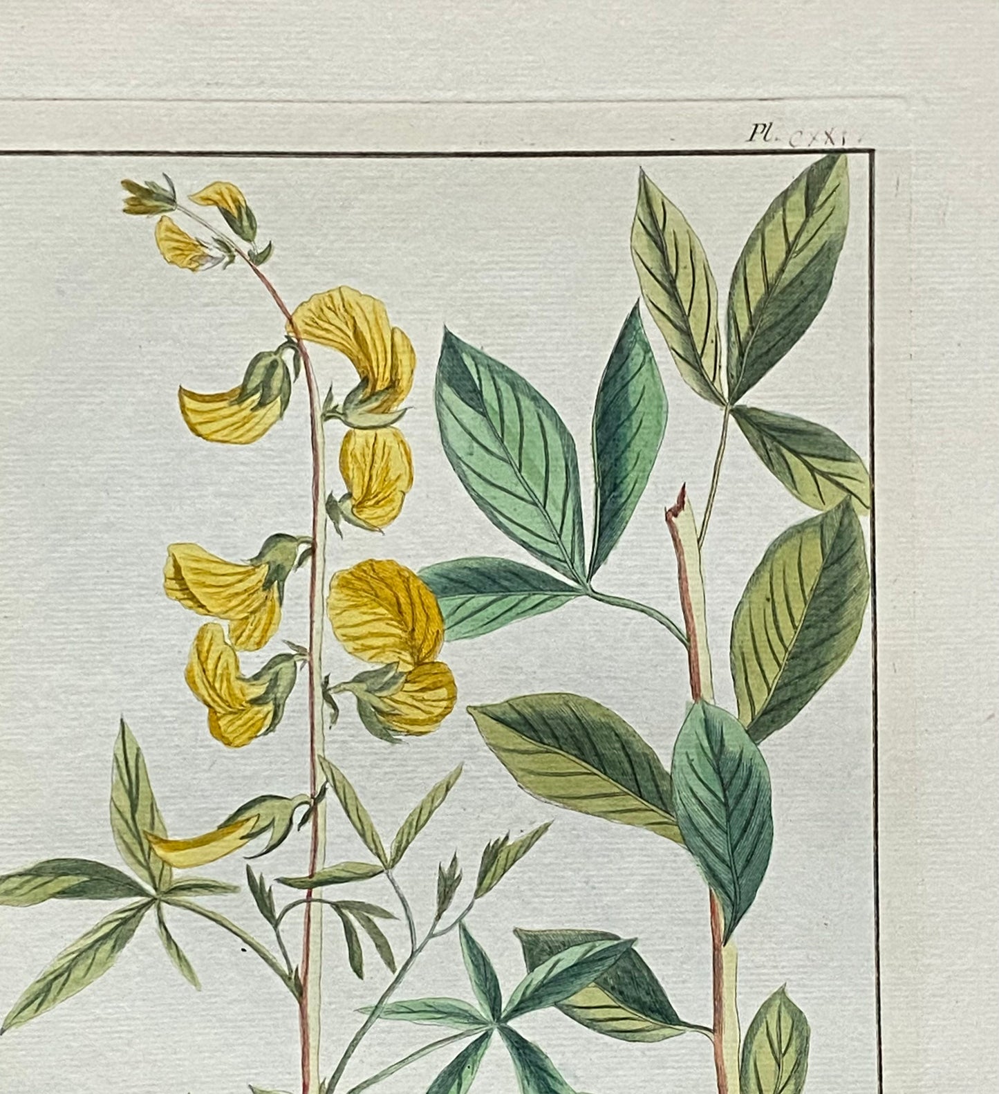 Crotalaria pentaphylla. An Original Hand Coloured Copper Plate Engraving by Pierre Joseph Buchoz. 1770s. . Size: 47.5 x 29 cms.
