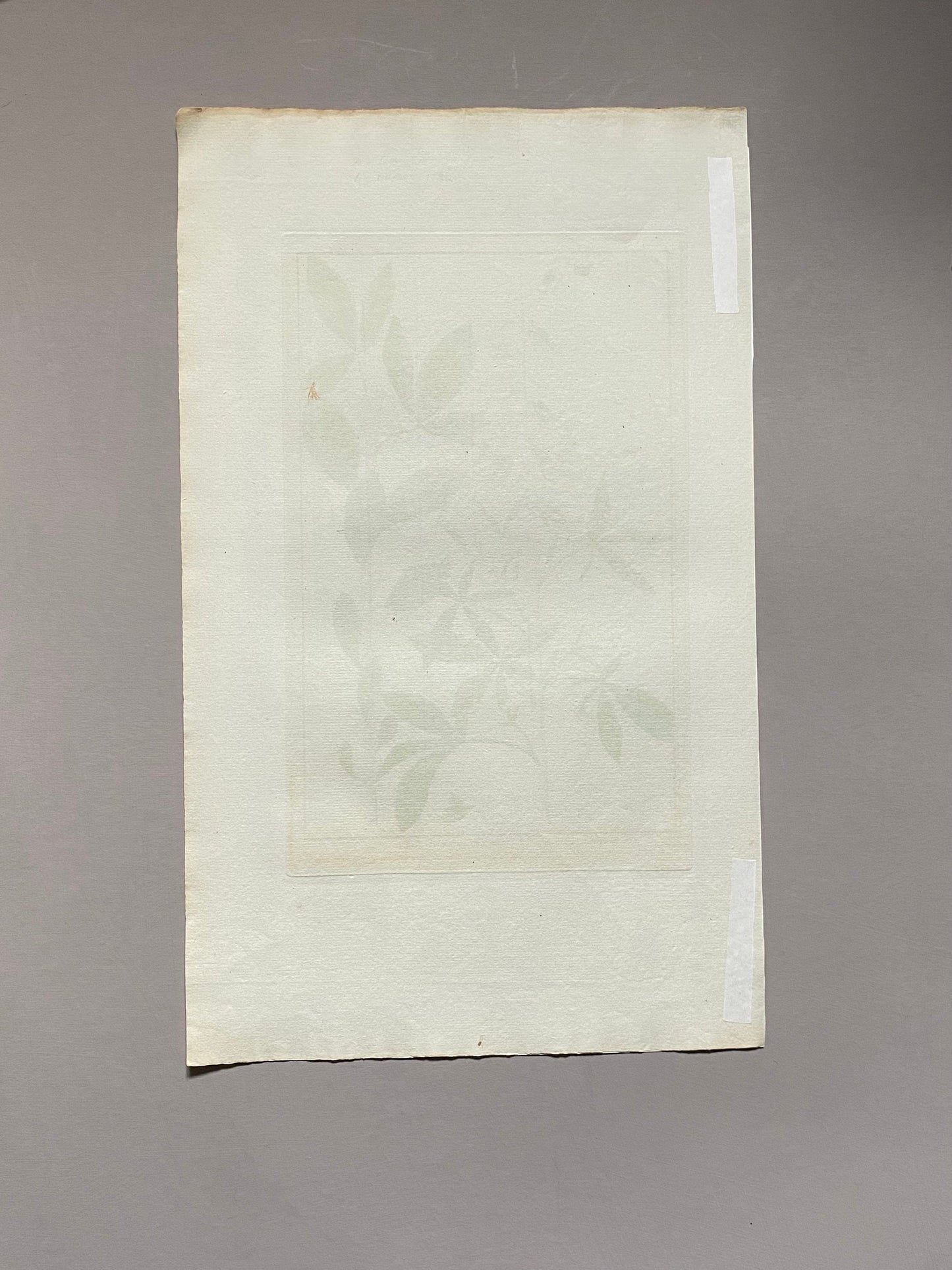 Crotalaria pentaphylla. An Original Hand Coloured Copper Plate Engraving by Pierre Joseph Buchoz. 1770s. . Size: 47.5 x 29 cms.