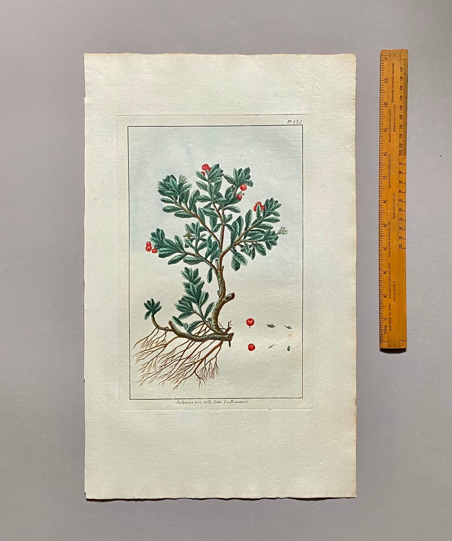 Arbutus uva ursi. Bearberry Plant. An Original Hand Coloured Copper Plate Engraving by Pierre Joseph Buchoz. 1770s. Size: 47.5 x 29 cms.