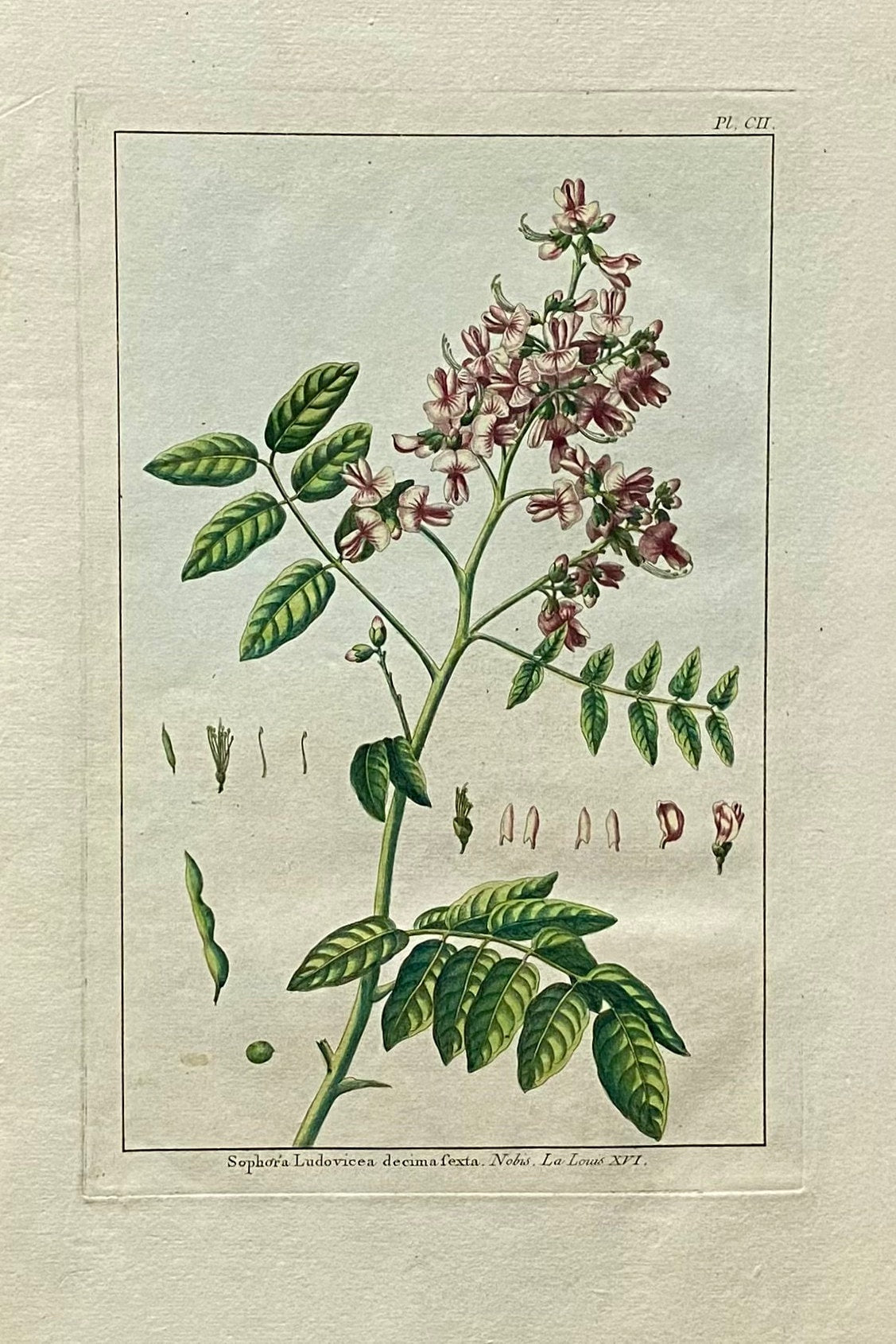 Sophora Ludovicea. An Original Hand Coloured Copper Plate Engraving by Pierre Joseph Buchoz. 1770s. Size: 47.5 x 29 cms.