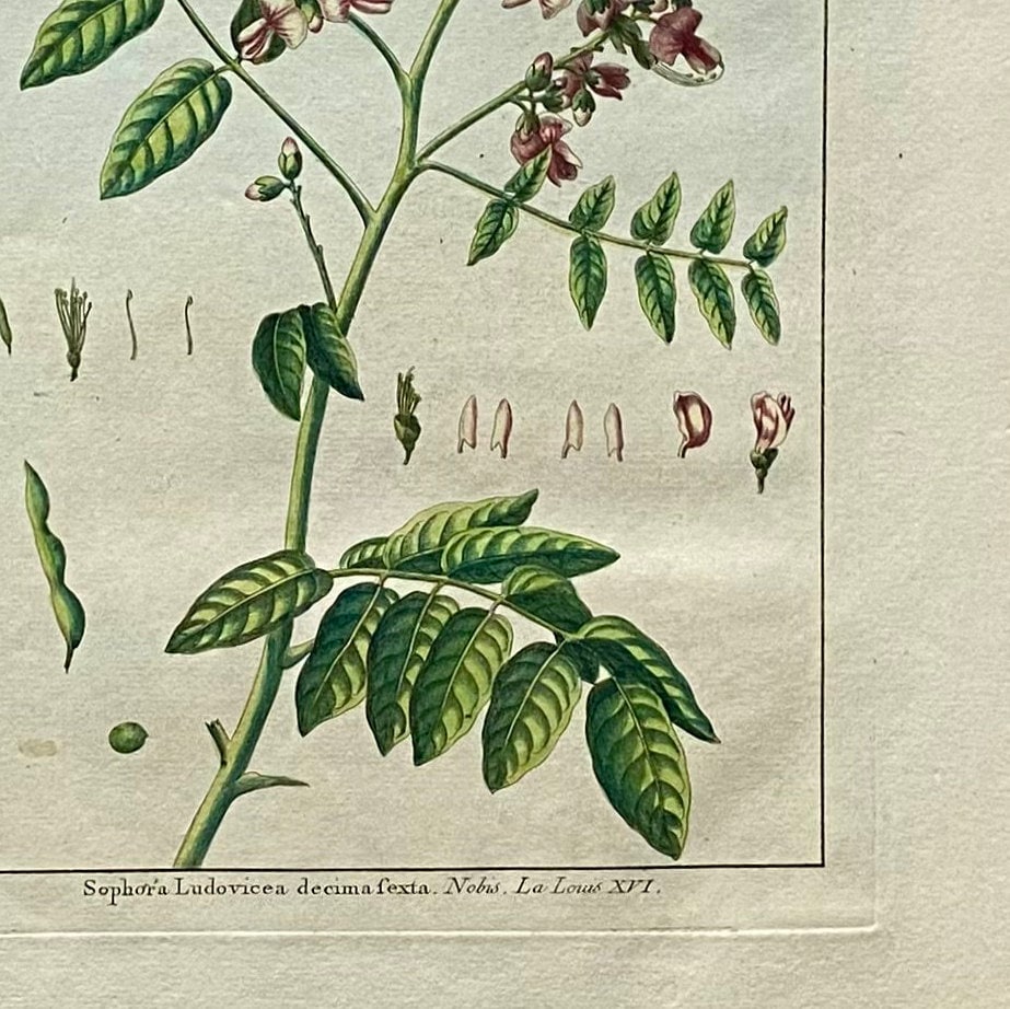 Sophora Ludovicea. An Original Hand Coloured Copper Plate Engraving by Pierre Joseph Buchoz. 1770s. Size: 47.5 x 29 cms.