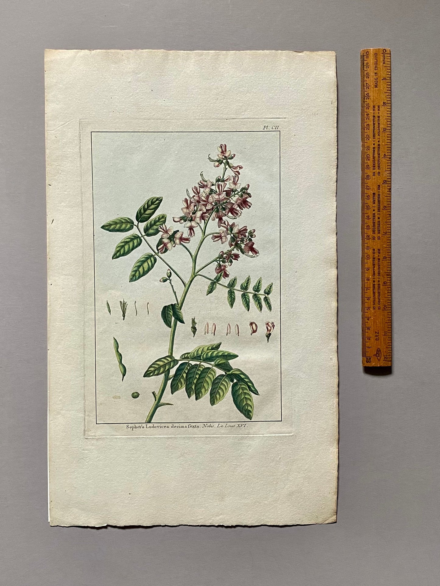Sophora Ludovicea. An Original Hand Coloured Copper Plate Engraving by Pierre Joseph Buchoz. 1770s. Size: 47.5 x 29 cms.
