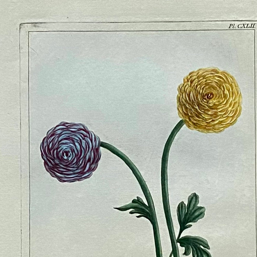 Ranunculus Asiaticus. An Original Hand Coloured Copper Plate Engraving by Pierre Joseph Buchoz. 1770s. Size: 47.5 x 29 cms.