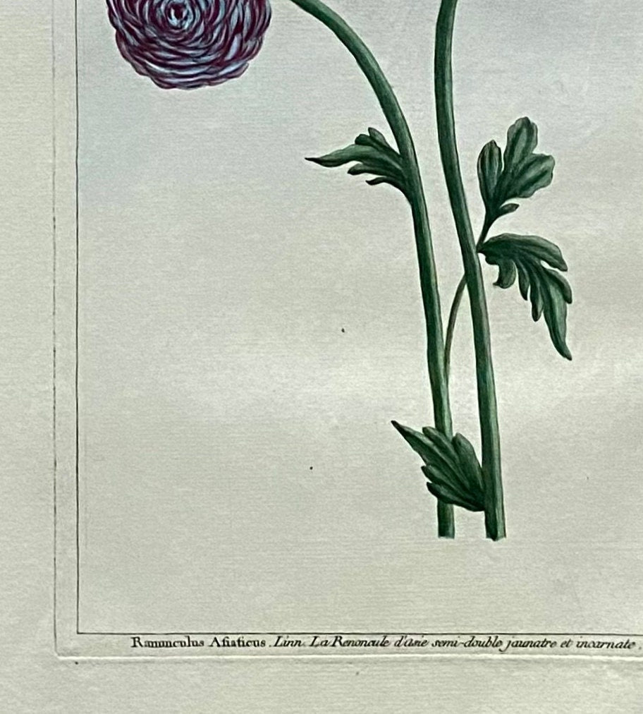 Ranunculus Asiaticus. An Original Hand Coloured Copper Plate Engraving by Pierre Joseph Buchoz. 1770s. Size: 47.5 x 29 cms.
