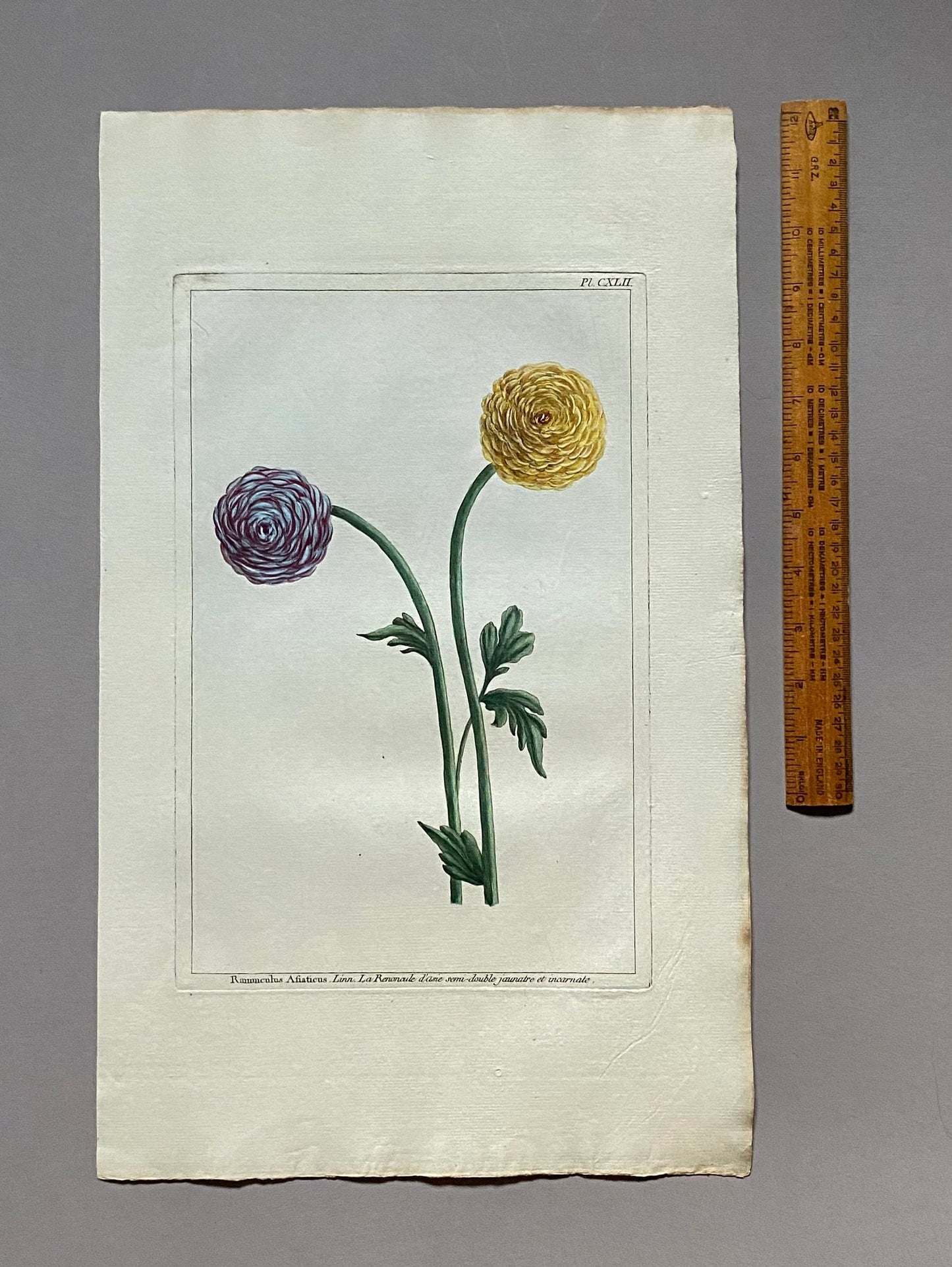 Ranunculus Asiaticus. An Original Hand Coloured Copper Plate Engraving by Pierre Joseph Buchoz. 1770s. Size: 47.5 x 29 cms.