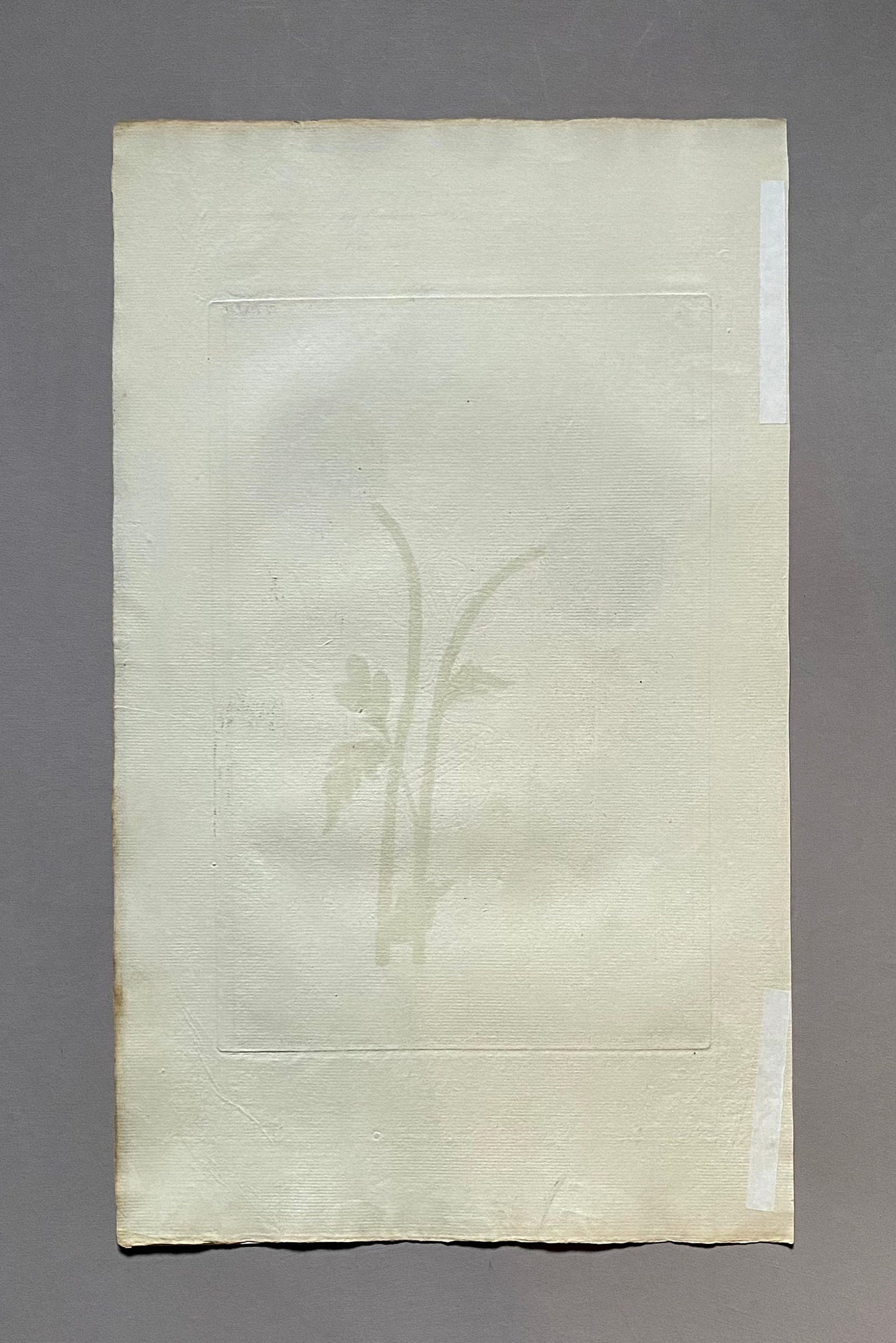 Ranunculus Asiaticus. An Original Hand Coloured Copper Plate Engraving by Pierre Joseph Buchoz. 1770s. Size: 47.5 x 29 cms.