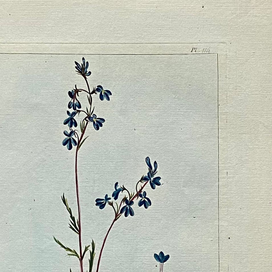 Lobelia traquetra. An Original Hand Coloured Copper Plate Engraving by Pierre Joseph Buchoz. 1770s. Size: 47.5 x 29 cms.