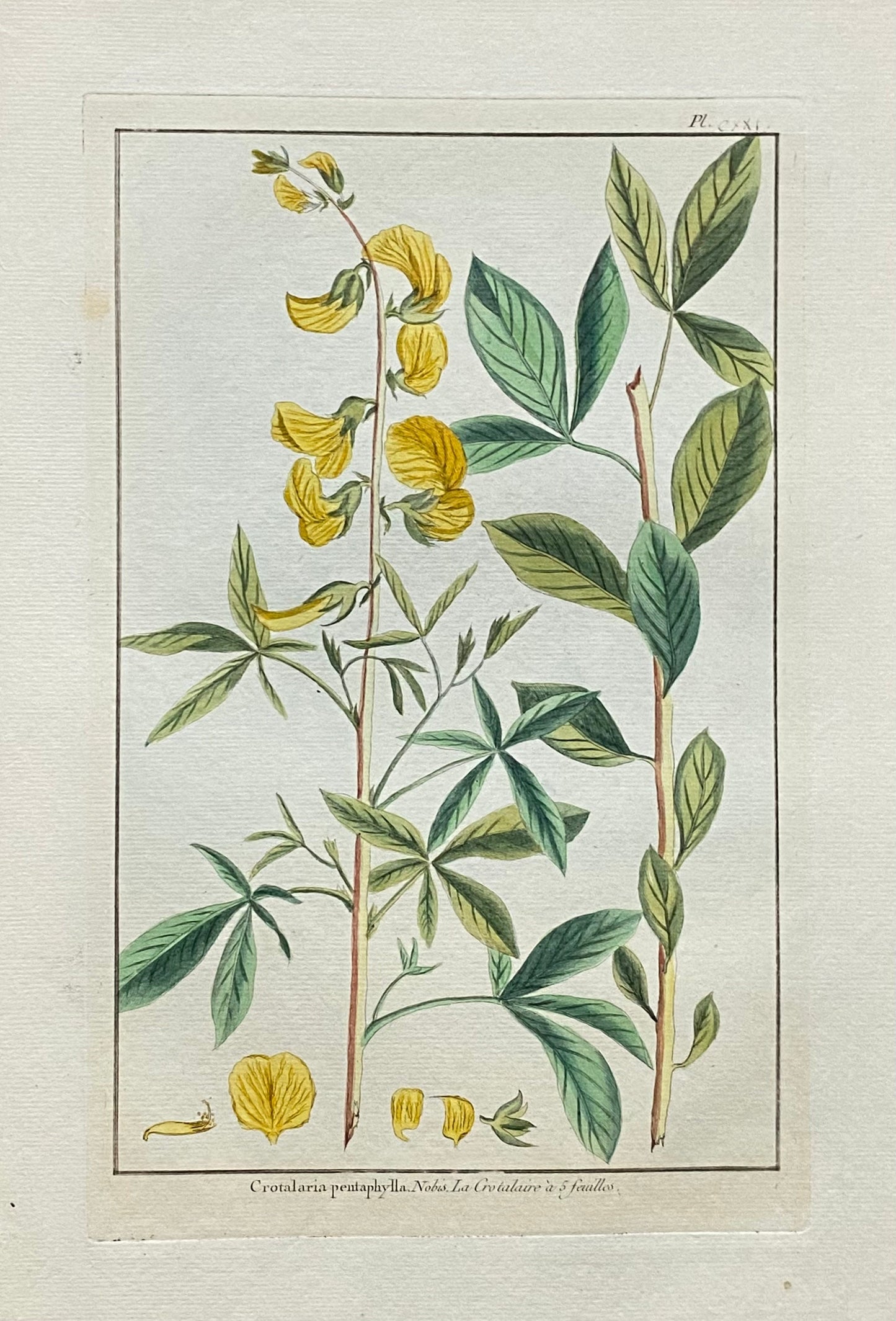 Crotalaria pentaphylla. An Original Hand Coloured Copper Plate Engraving by Pierre Joseph Buchoz. 1770s. . Size: 47.5 x 29 cms.