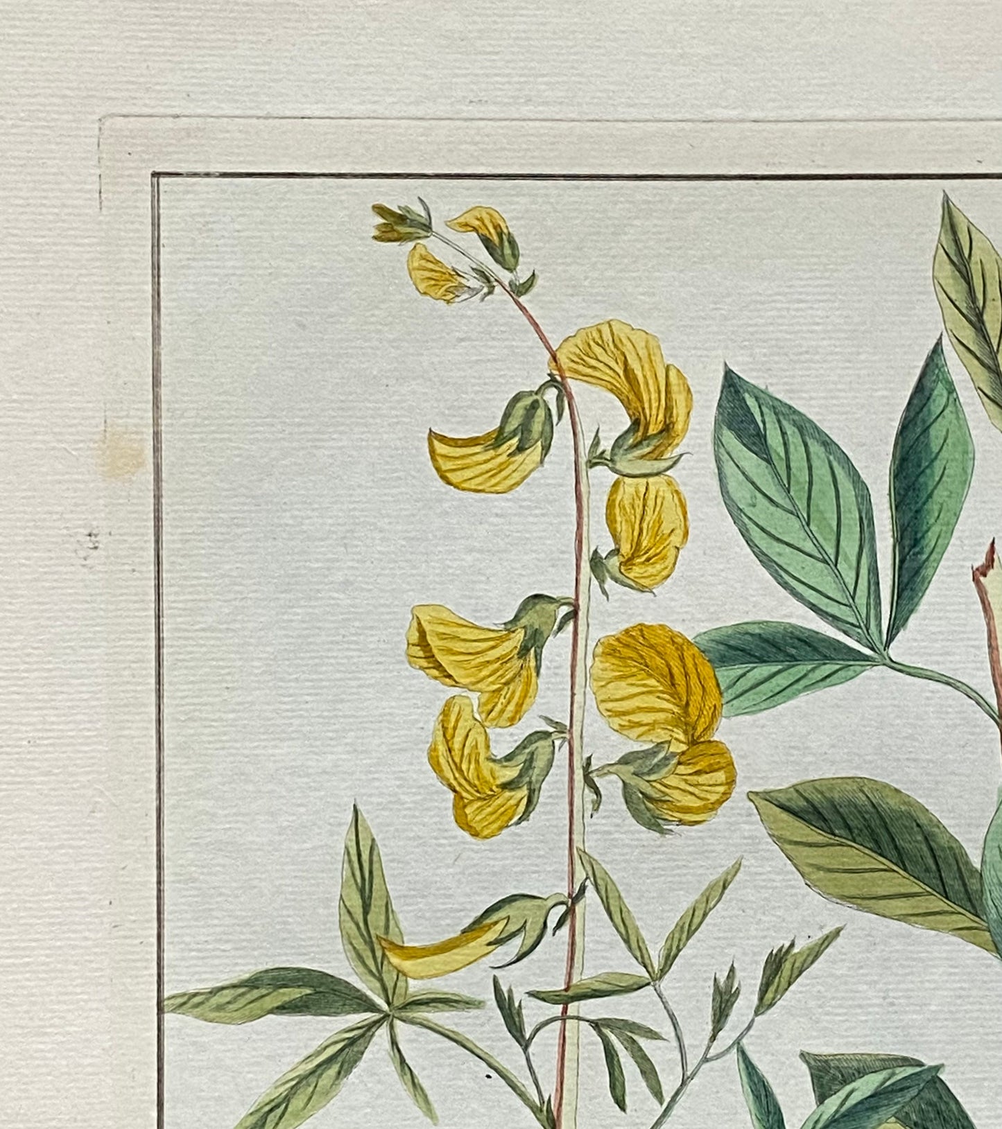 Crotalaria pentaphylla. An Original Hand Coloured Copper Plate Engraving by Pierre Joseph Buchoz. 1770s. . Size: 47.5 x 29 cms.