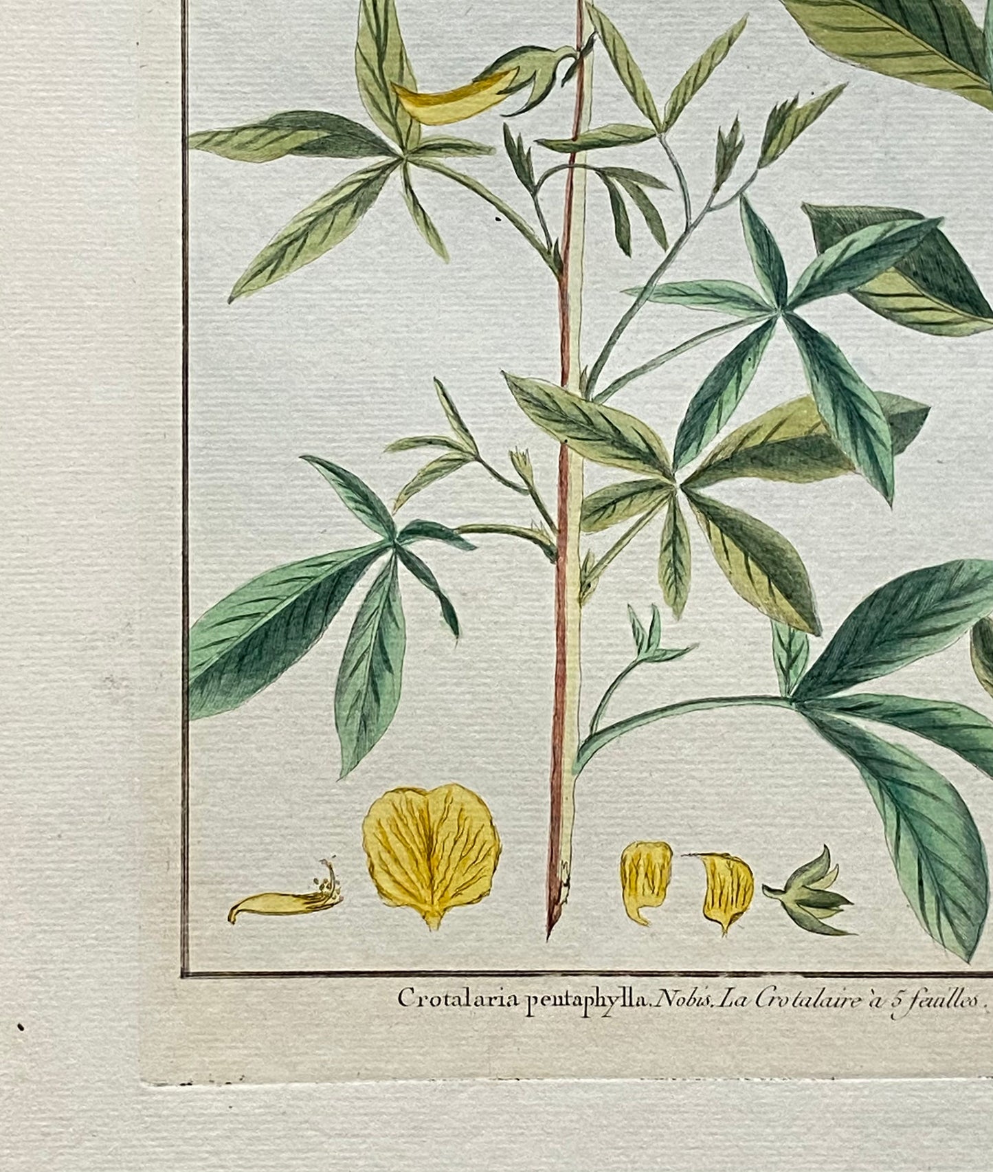 Crotalaria pentaphylla. An Original Hand Coloured Copper Plate Engraving by Pierre Joseph Buchoz. 1770s. . Size: 47.5 x 29 cms.