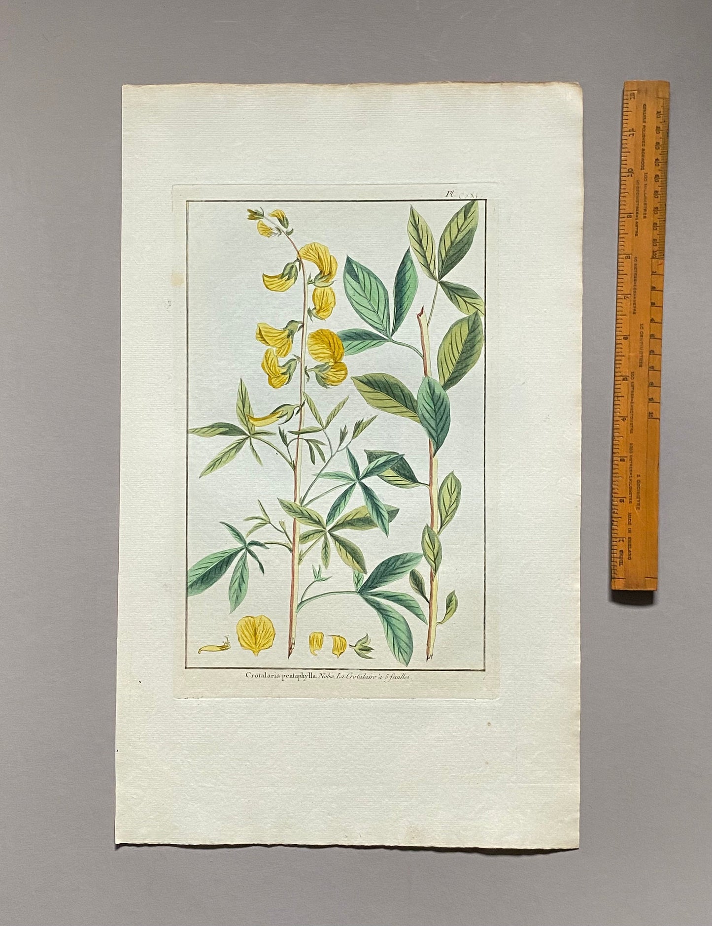 Crotalaria pentaphylla. An Original Hand Coloured Copper Plate Engraving by Pierre Joseph Buchoz. 1770s. . Size: 47.5 x 29 cms.