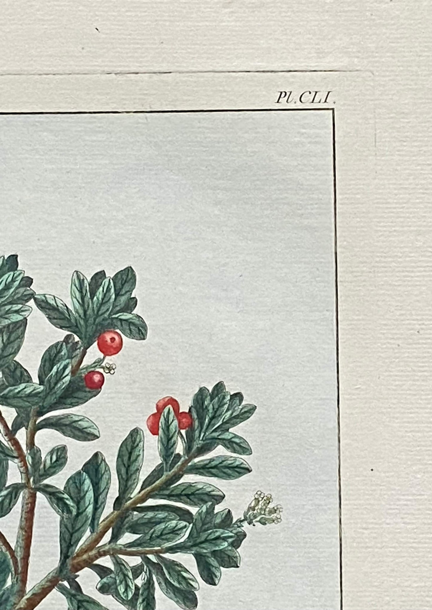 Arbutus uva ursi. Bearberry Plant. An Original Hand Coloured Copper Plate Engraving by Pierre Joseph Buchoz. 1770s. Size: 47.5 x 29 cms.