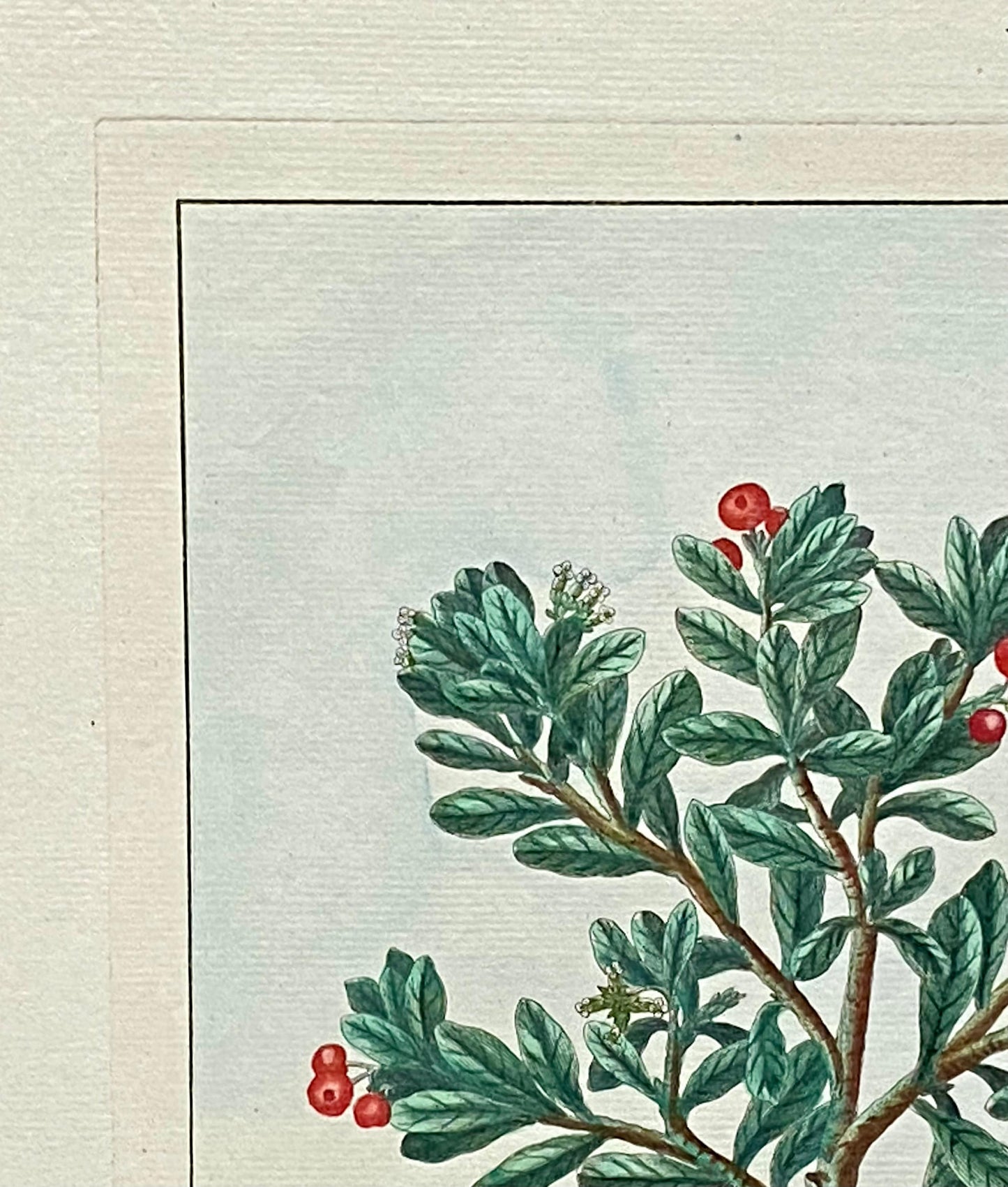 Arbutus uva ursi. Bearberry Plant. An Original Hand Coloured Copper Plate Engraving by Pierre Joseph Buchoz. 1770s. Size: 47.5 x 29 cms.