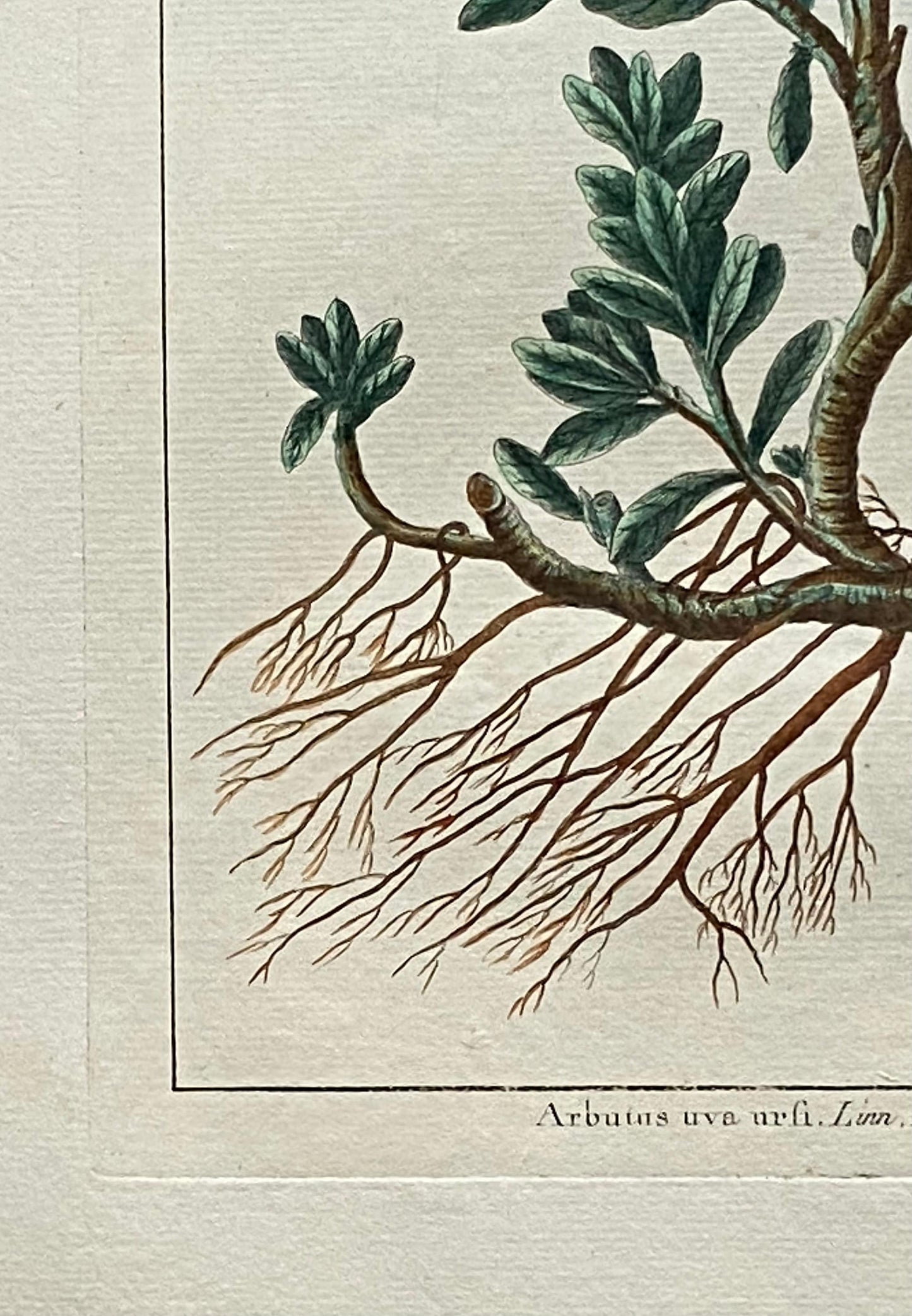 Arbutus uva ursi. Bearberry Plant. An Original Hand Coloured Copper Plate Engraving by Pierre Joseph Buchoz. 1770s. Size: 47.5 x 29 cms.