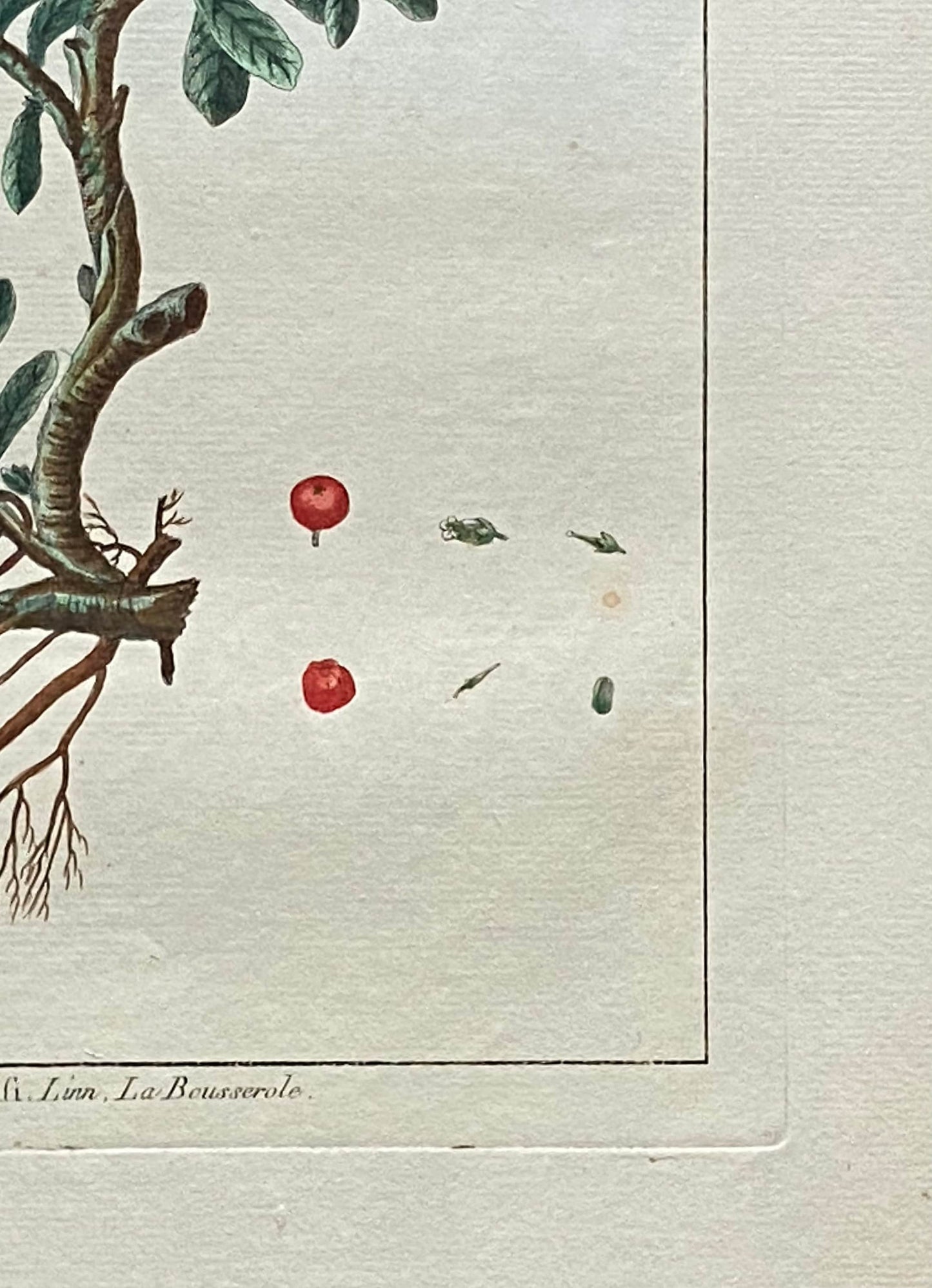 Arbutus uva ursi. Bearberry Plant. An Original Hand Coloured Copper Plate Engraving by Pierre Joseph Buchoz. 1770s. Size: 47.5 x 29 cms.