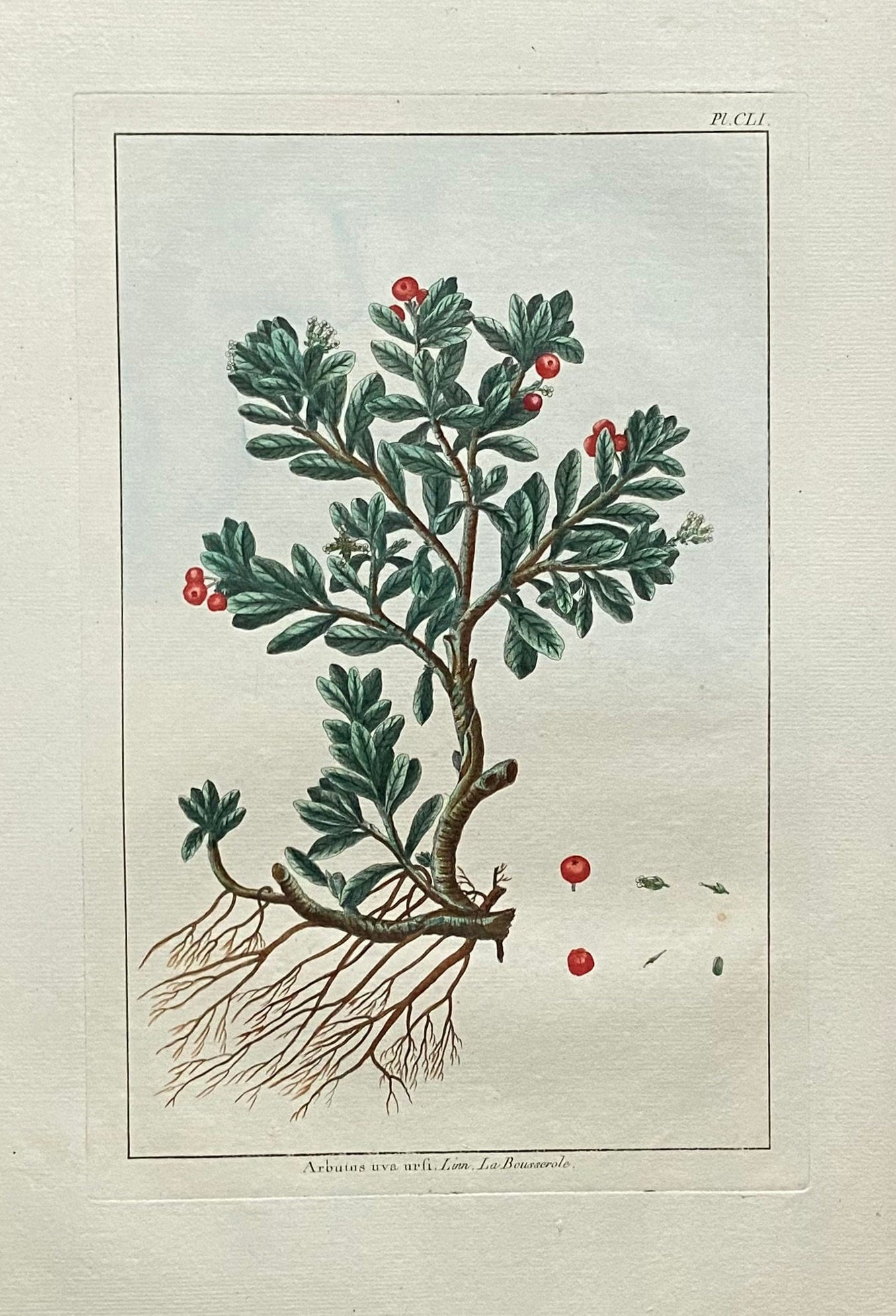 Arbutus uva ursi. Bearberry Plant. An Original Hand Coloured Copper Plate Engraving by Pierre Joseph Buchoz. 1770s. Size: 47.5 x 29 cms.