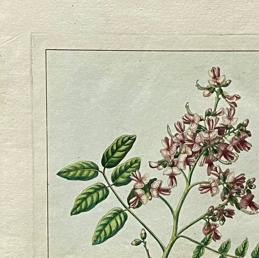 Sophora Ludovicea. An Original Hand Coloured Copper Plate Engraving by Pierre Joseph Buchoz. 1770s. Size: 47.5 x 29 cms.