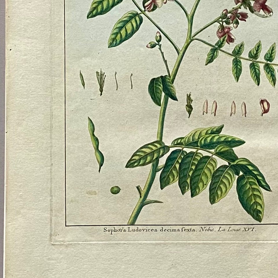 Sophora Ludovicea. An Original Hand Coloured Copper Plate Engraving by Pierre Joseph Buchoz. 1770s. Size: 47.5 x 29 cms.