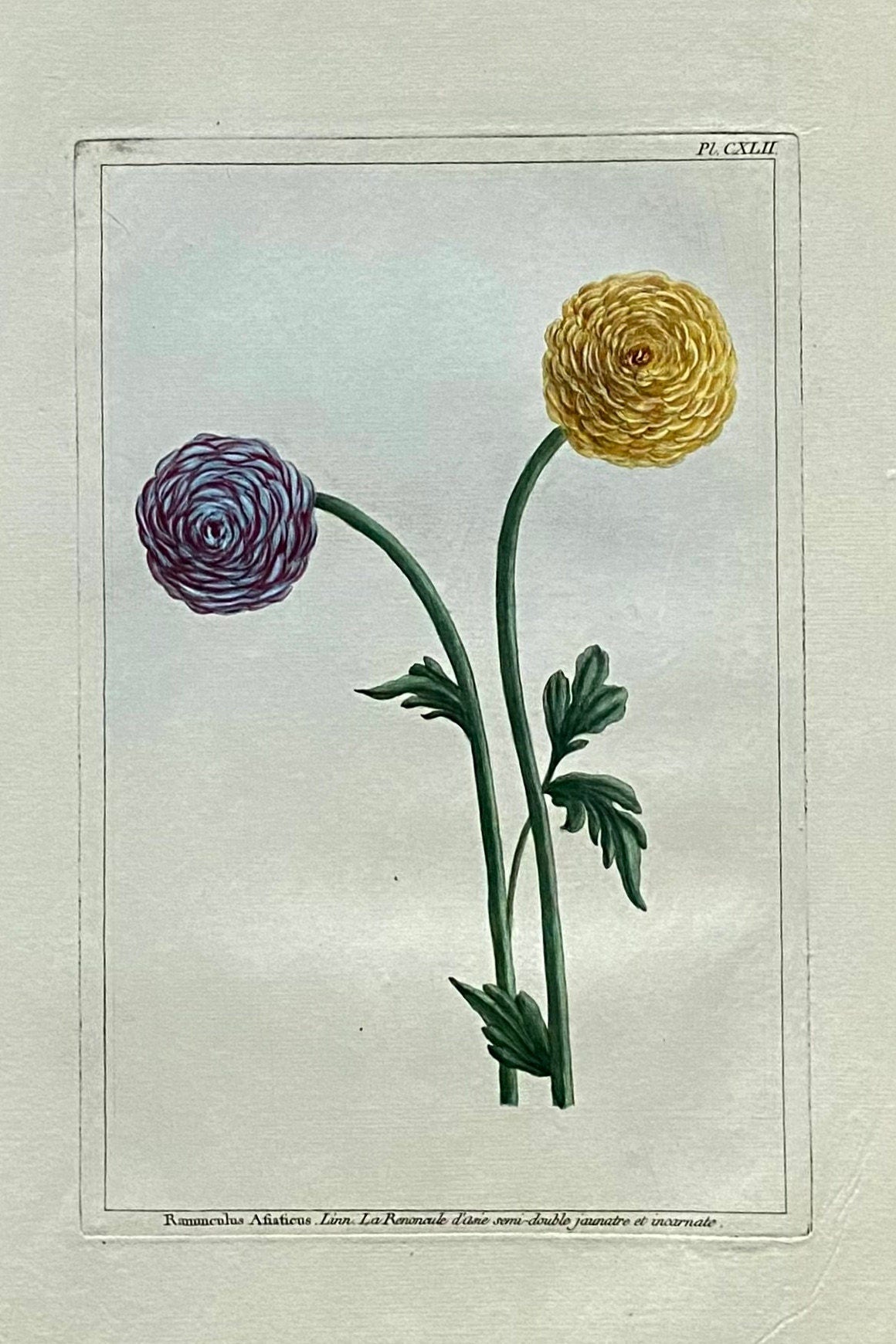 Ranunculus Asiaticus. An Original Hand Coloured Copper Plate Engraving by Pierre Joseph Buchoz. 1770s. Size: 47.5 x 29 cms.