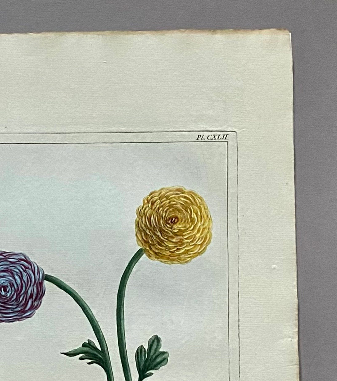 Ranunculus Asiaticus. An Original Hand Coloured Copper Plate Engraving by Pierre Joseph Buchoz. 1770s. Size: 47.5 x 29 cms.