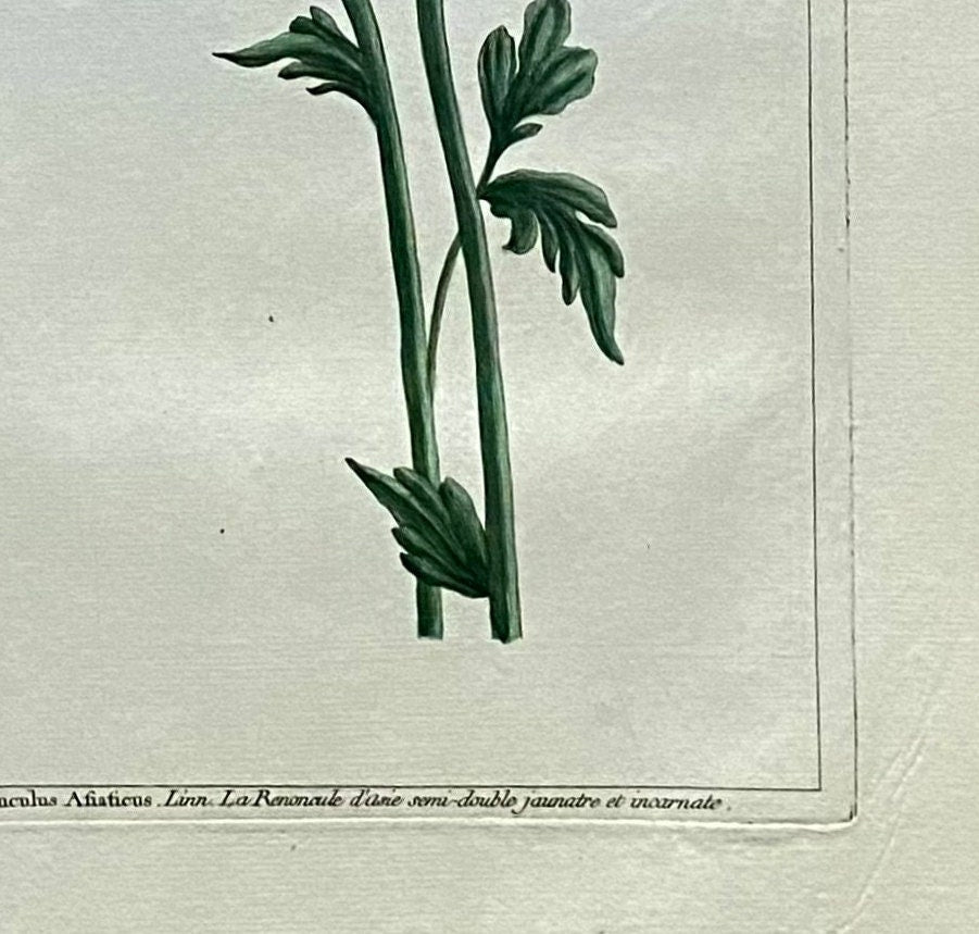 Ranunculus Asiaticus. An Original Hand Coloured Copper Plate Engraving by Pierre Joseph Buchoz. 1770s. Size: 47.5 x 29 cms.