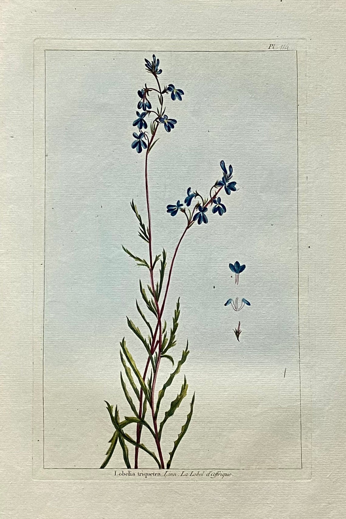 Lobelia traquetra. An Original Hand Coloured Copper Plate Engraving by Pierre Joseph Buchoz. 1770s. Size: 47.5 x 29 cms.