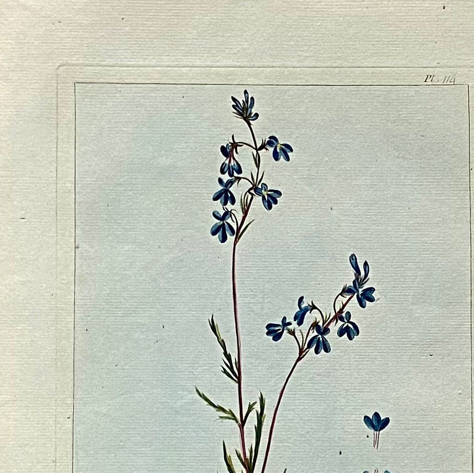 Lobelia traquetra. An Original Hand Coloured Copper Plate Engraving by Pierre Joseph Buchoz. 1770s. Size: 47.5 x 29 cms.