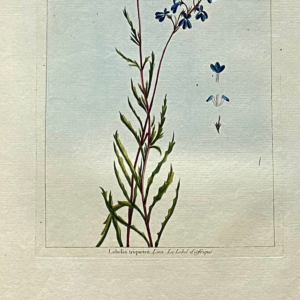 Lobelia traquetra. An Original Hand Coloured Copper Plate Engraving by Pierre Joseph Buchoz. 1770s. Size: 47.5 x 29 cms.
