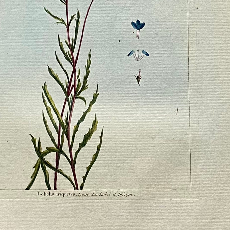 Lobelia traquetra. An Original Hand Coloured Copper Plate Engraving by Pierre Joseph Buchoz. 1770s. Size: 47.5 x 29 cms.
